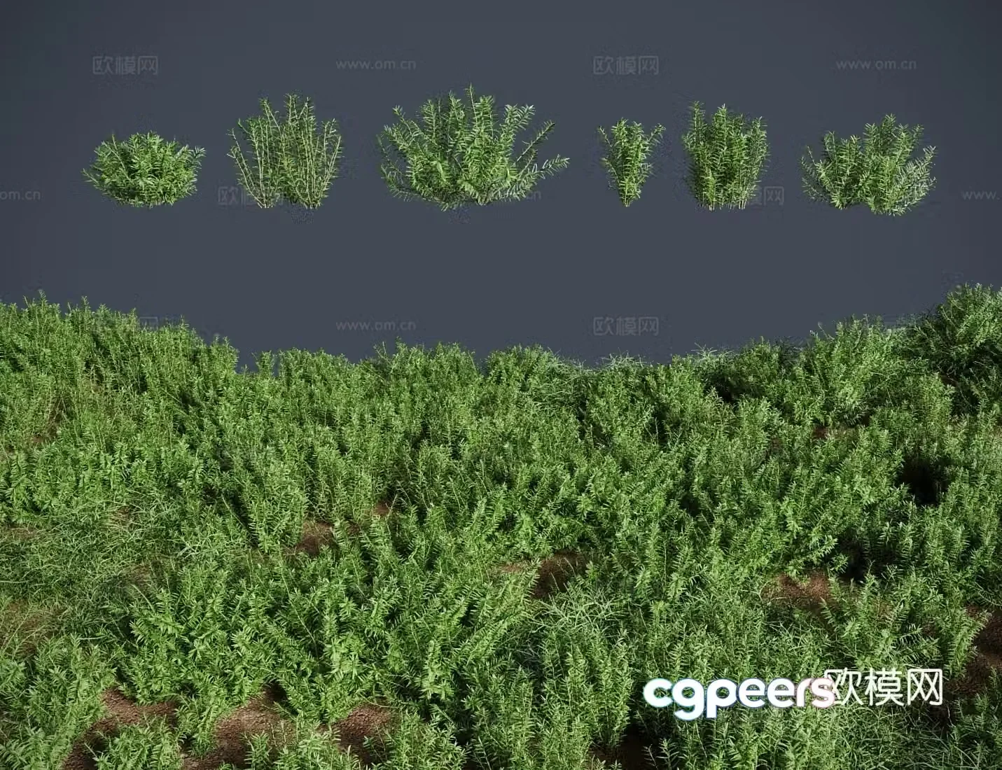 Grass lawn round leaf vegetable shrub 3d model