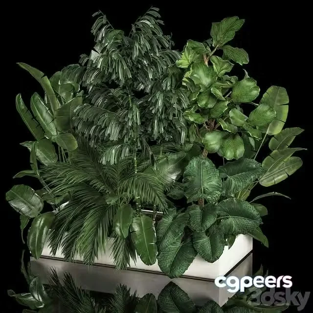 3ds Max Free – A collection of plants from a thicket of a home garden of palm, strelitzia, flowerpot, ficus lirata