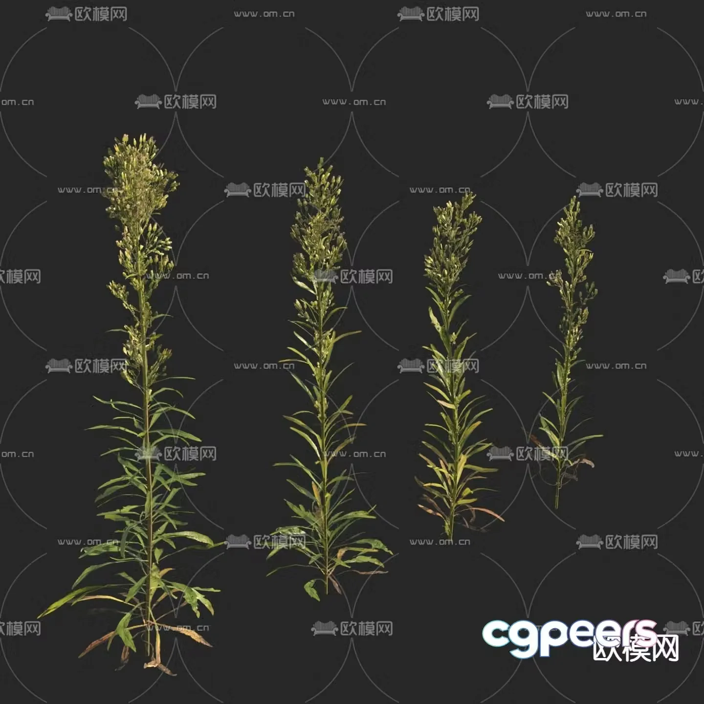 Little Puffed Weeds Little Puffed 3D Model