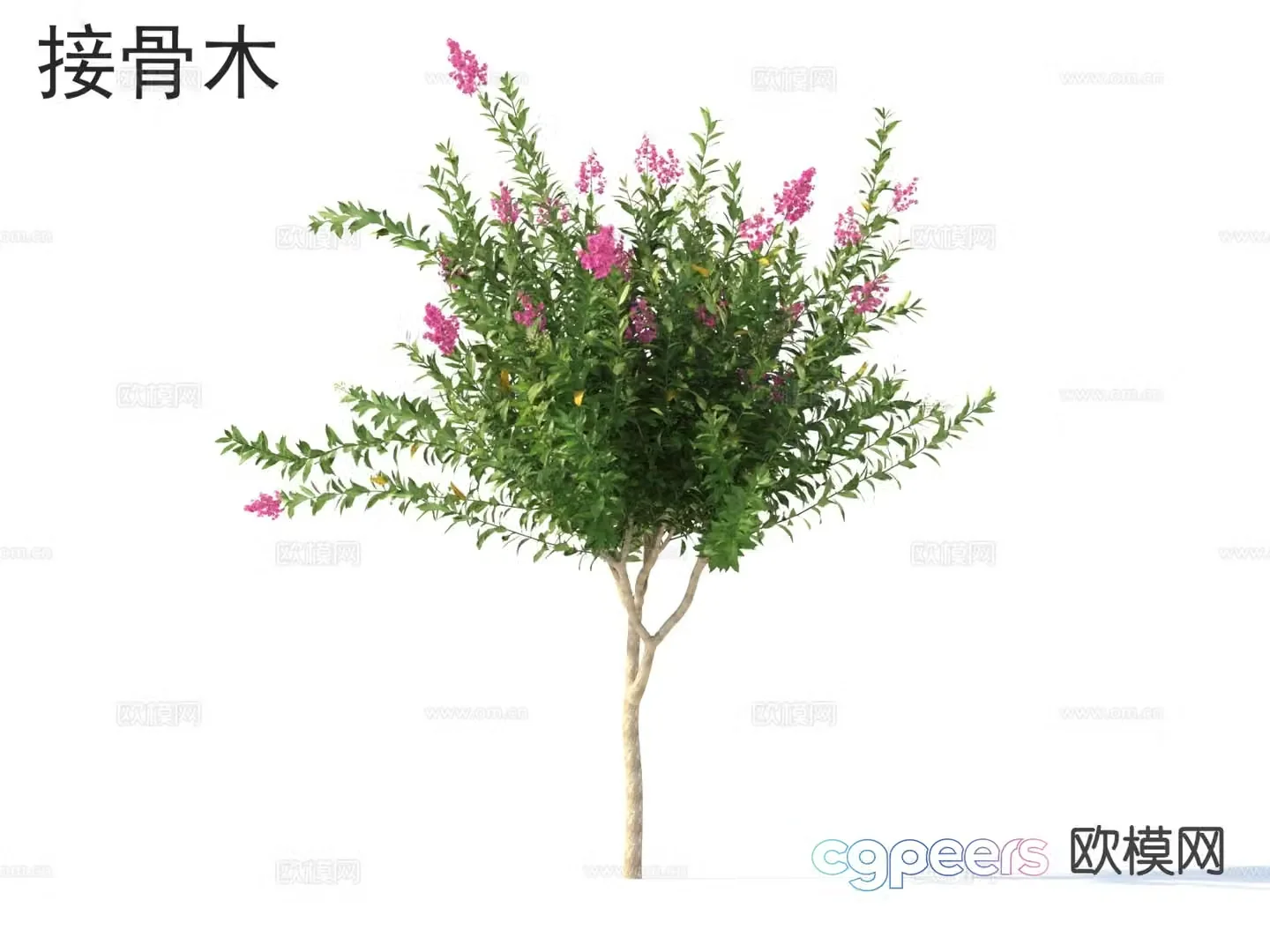 Elderberry flowers and shrubs 3d model