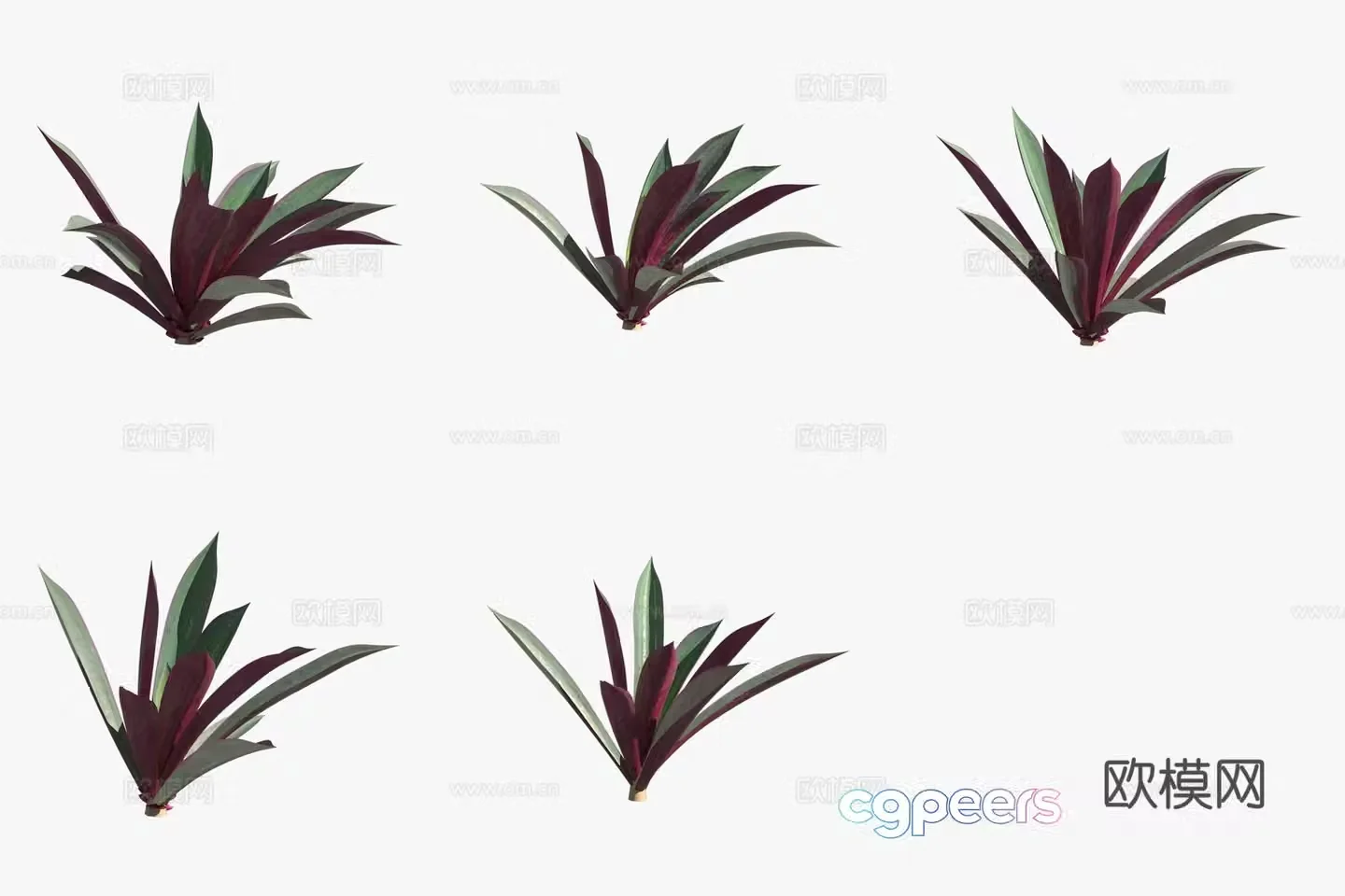 Purple back evergreen green plant 3d model