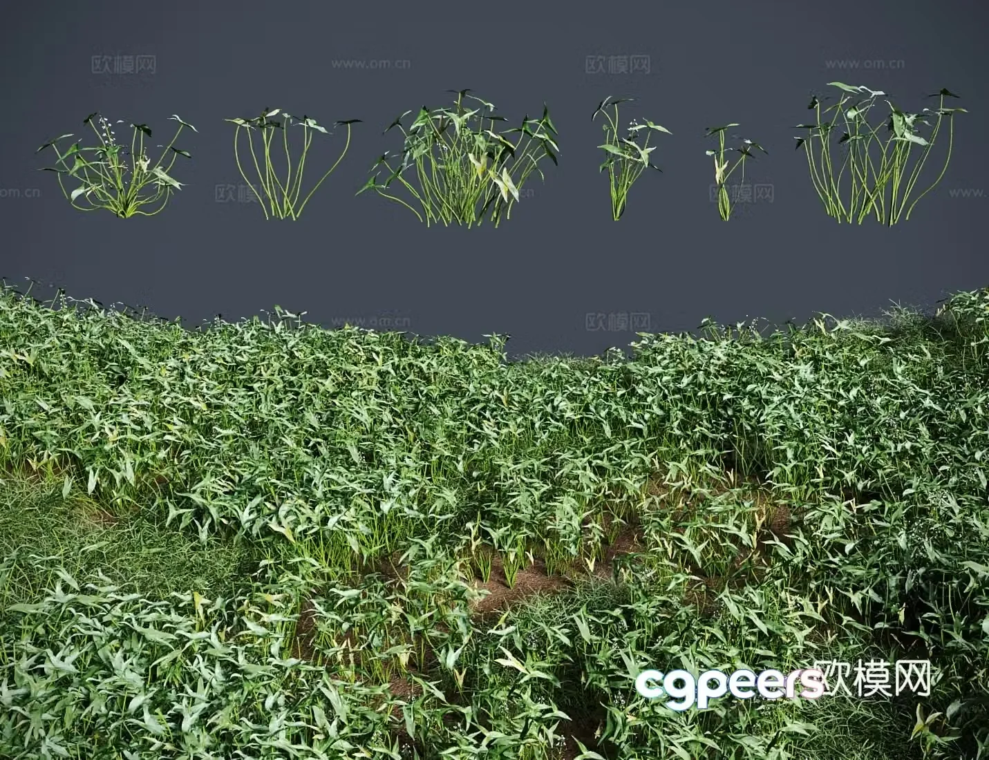 3d model of arrowhead grass shrub