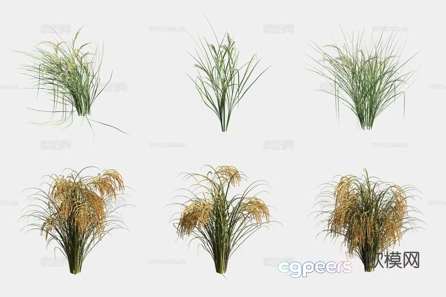 Rice crop crop 3d model