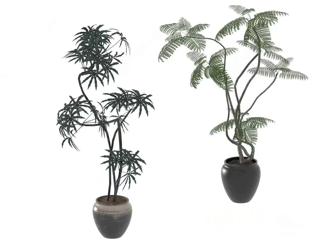 Two Potted Plants 3D Model – 2190 – VRAY Render