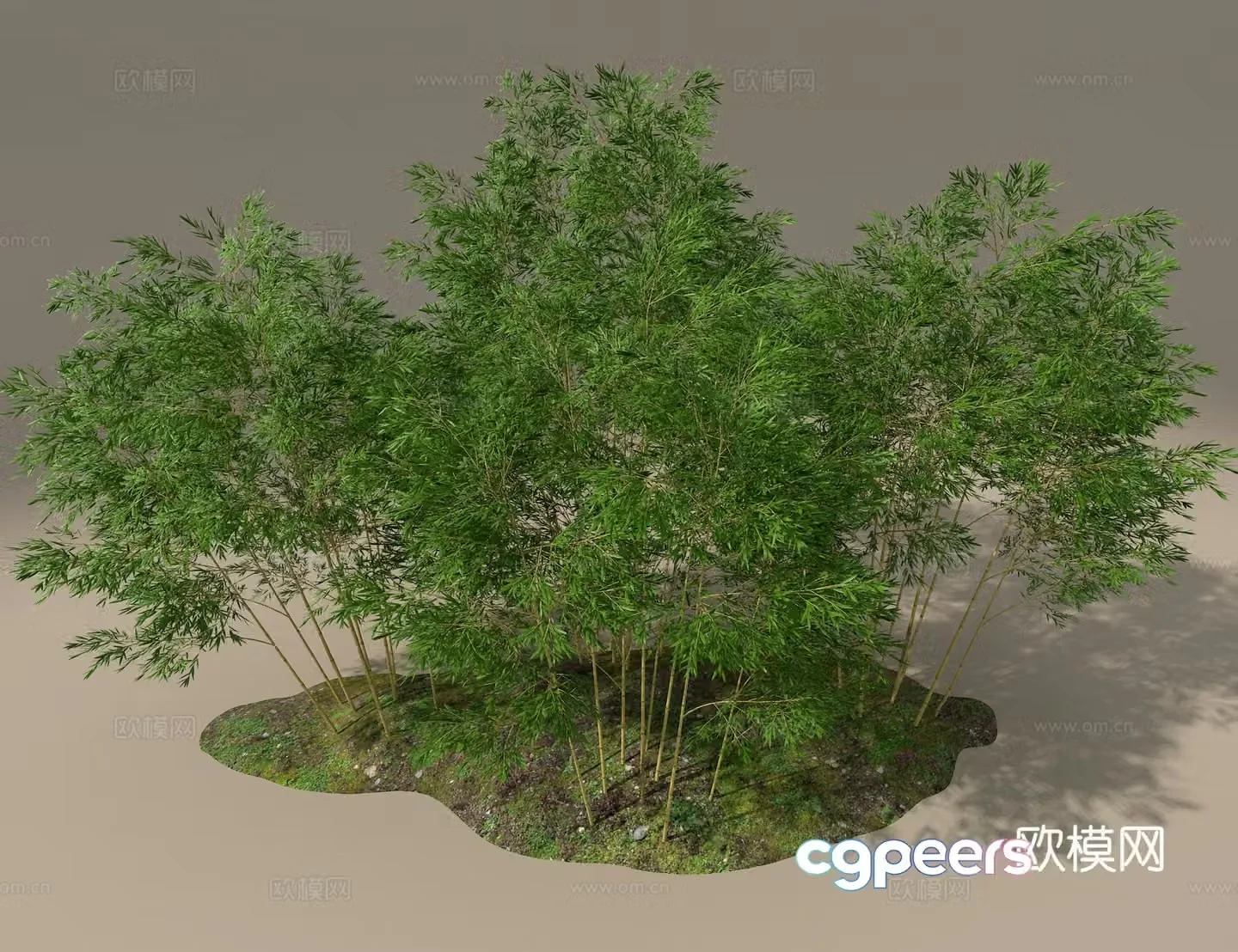 Bamboo 3d model