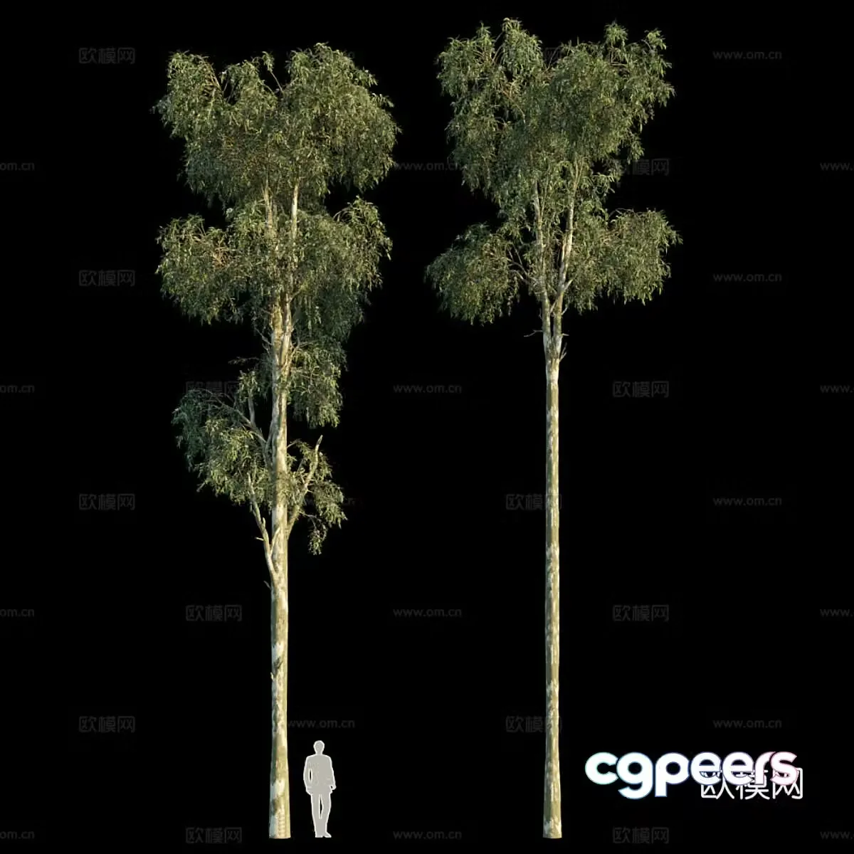 Eucalyptus 3d model