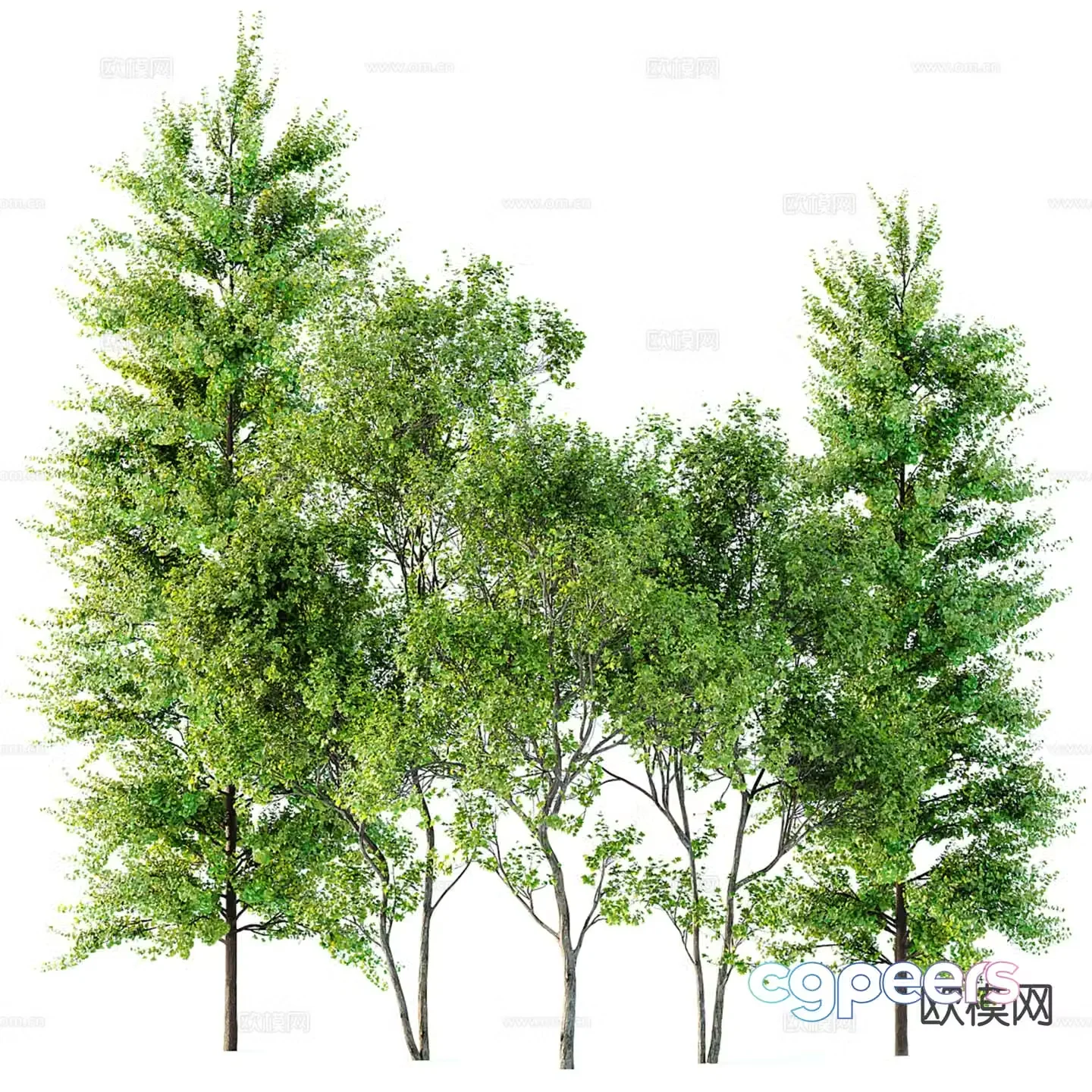 Modern landscape tree poplar street tree 3d model