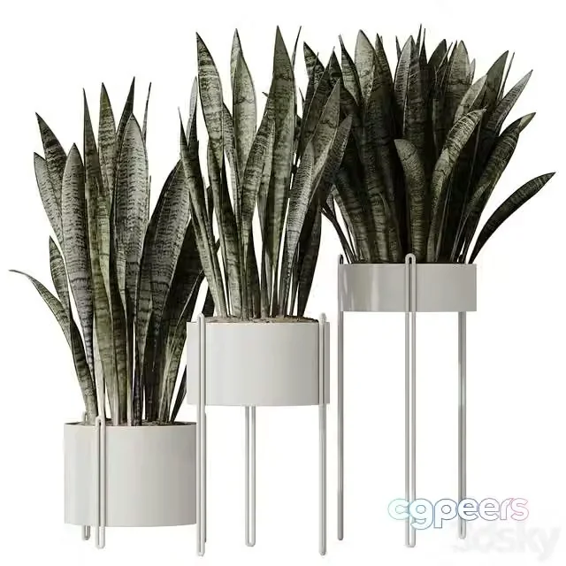 3ds Max Free – HQ HousePlants Snake Green Sansevieria Trifasciata Robusta