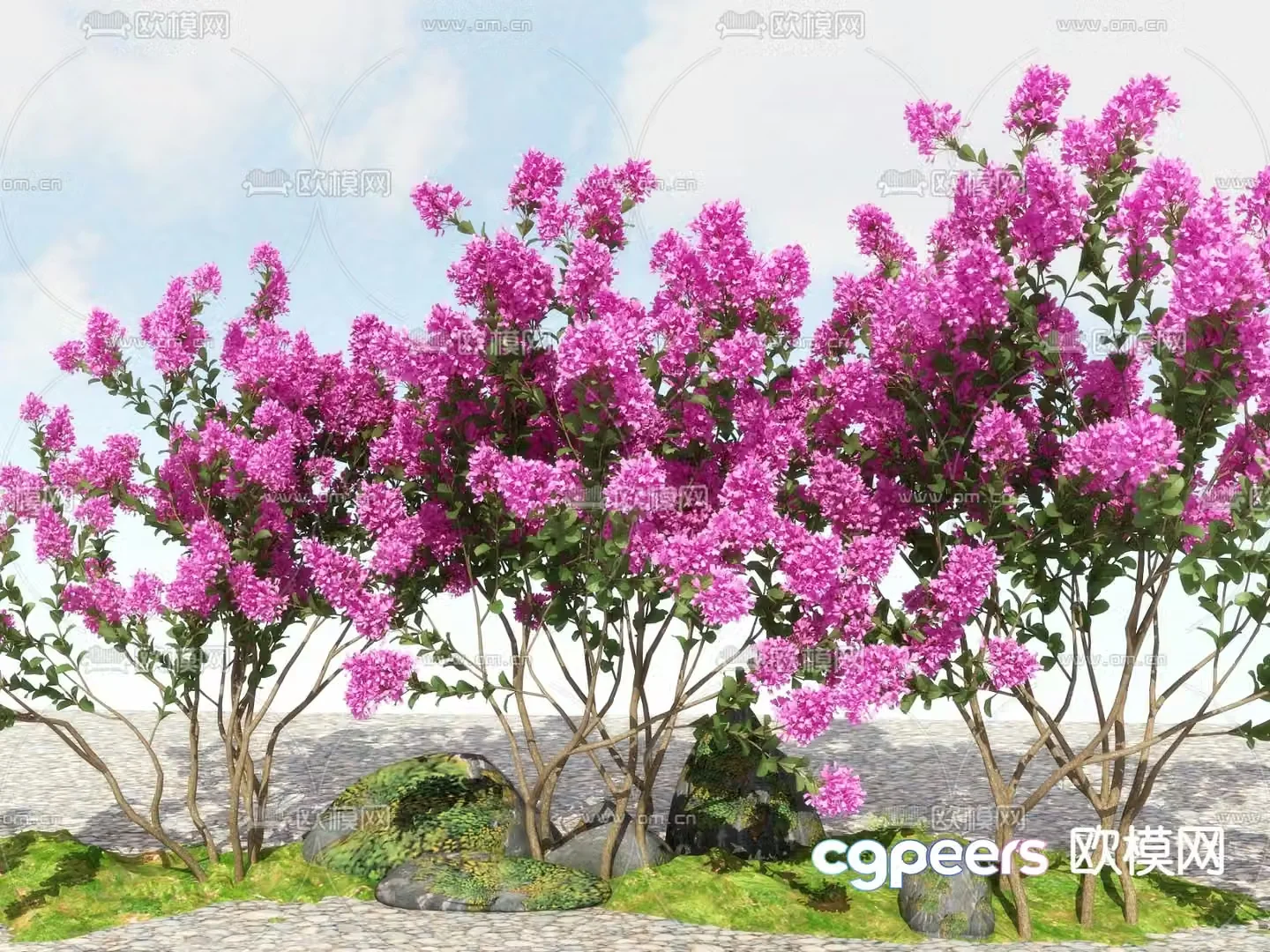 deciduous shrub crape myrtle zinnia 3d model