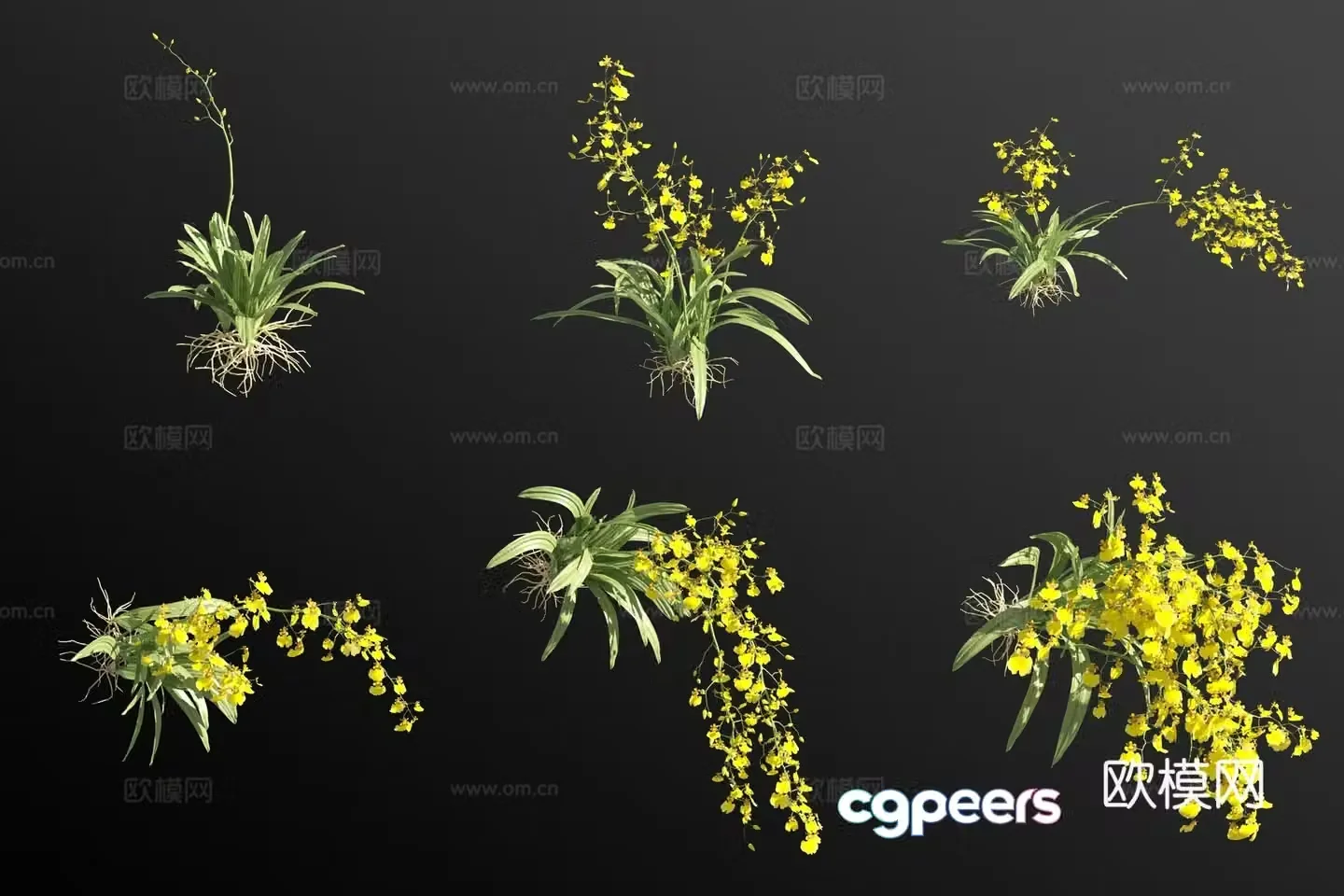 Yellow oncidium orchid grass 3d model
