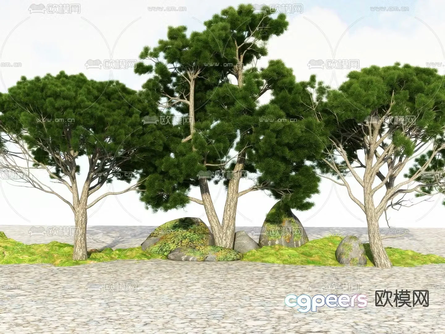 Big tree Landscape tree Street tree 3d model