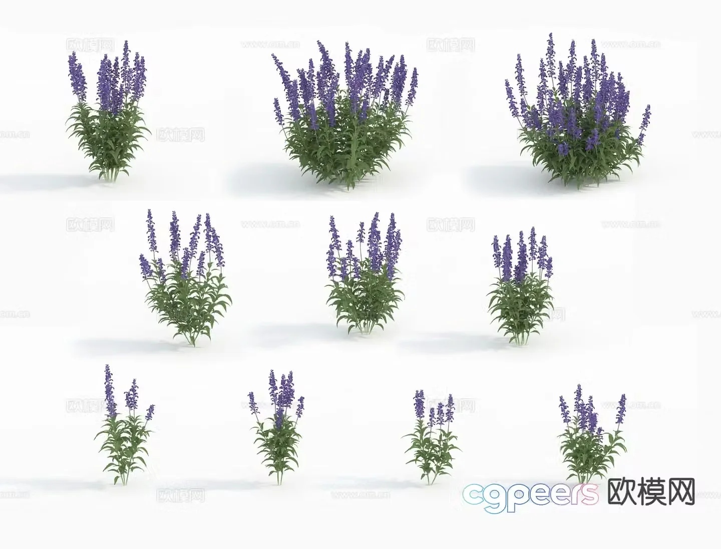 Flowers Flowers and plants Sage 3D model