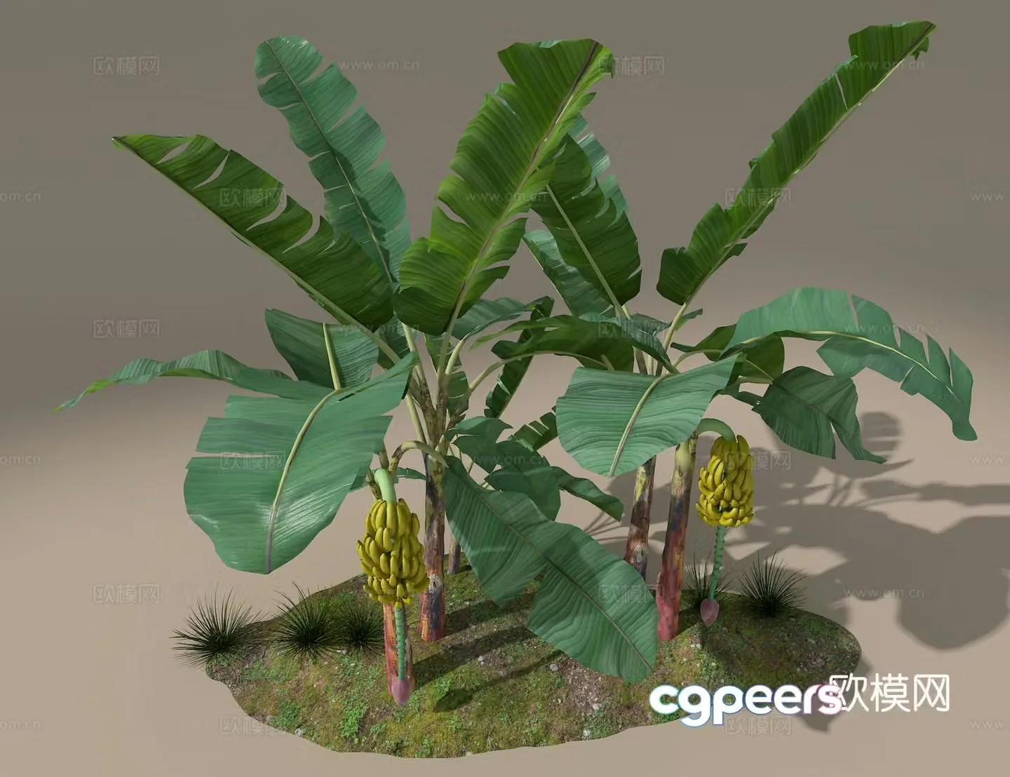 Banana tree 3d model