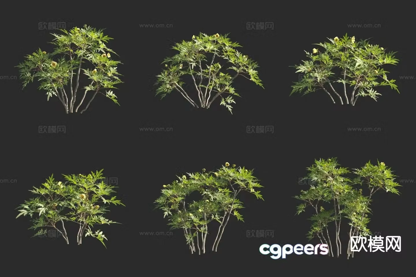 Shrub Peony Peony 3d model