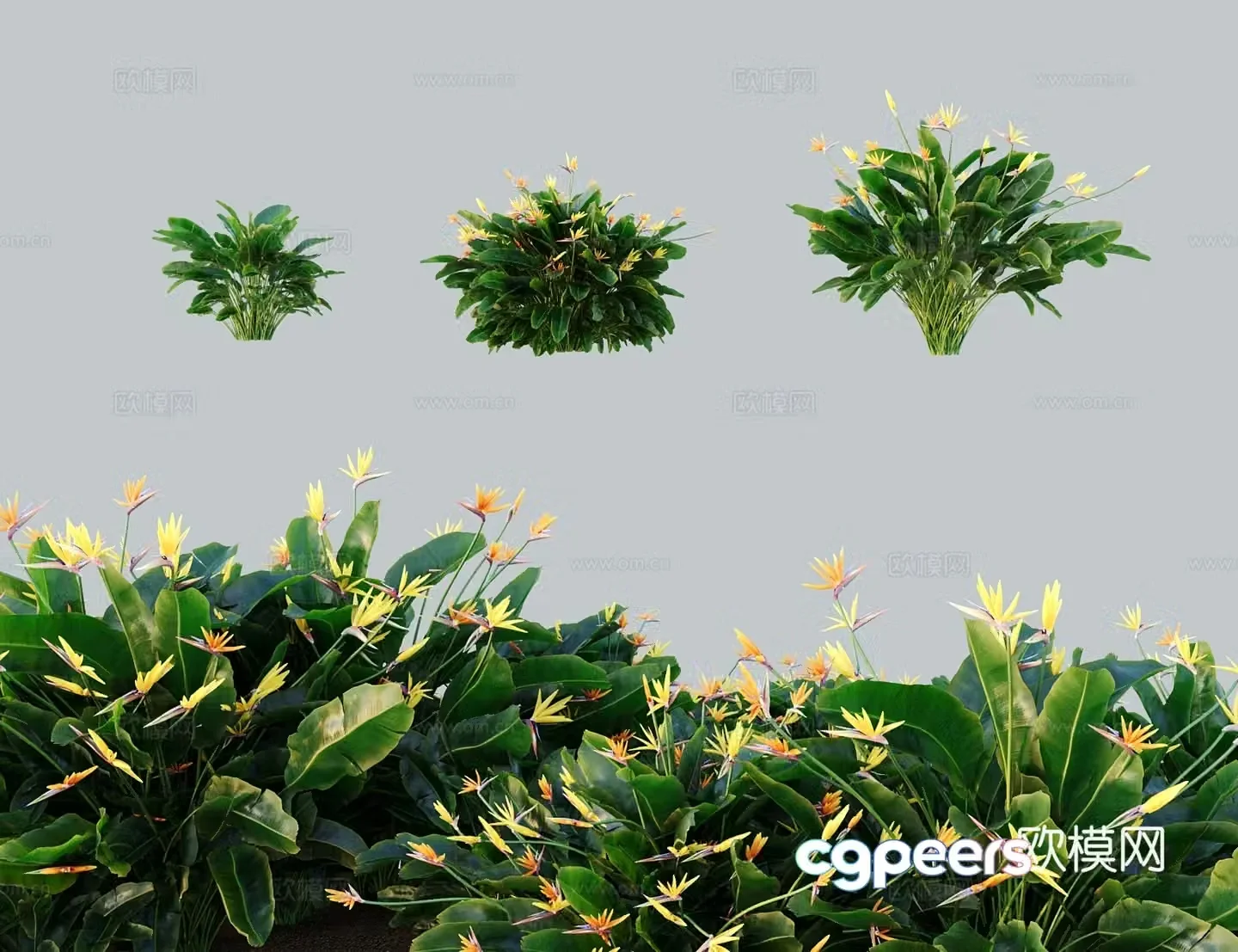 Modern tree shrub Strelitzia Bird of Paradise 3d model