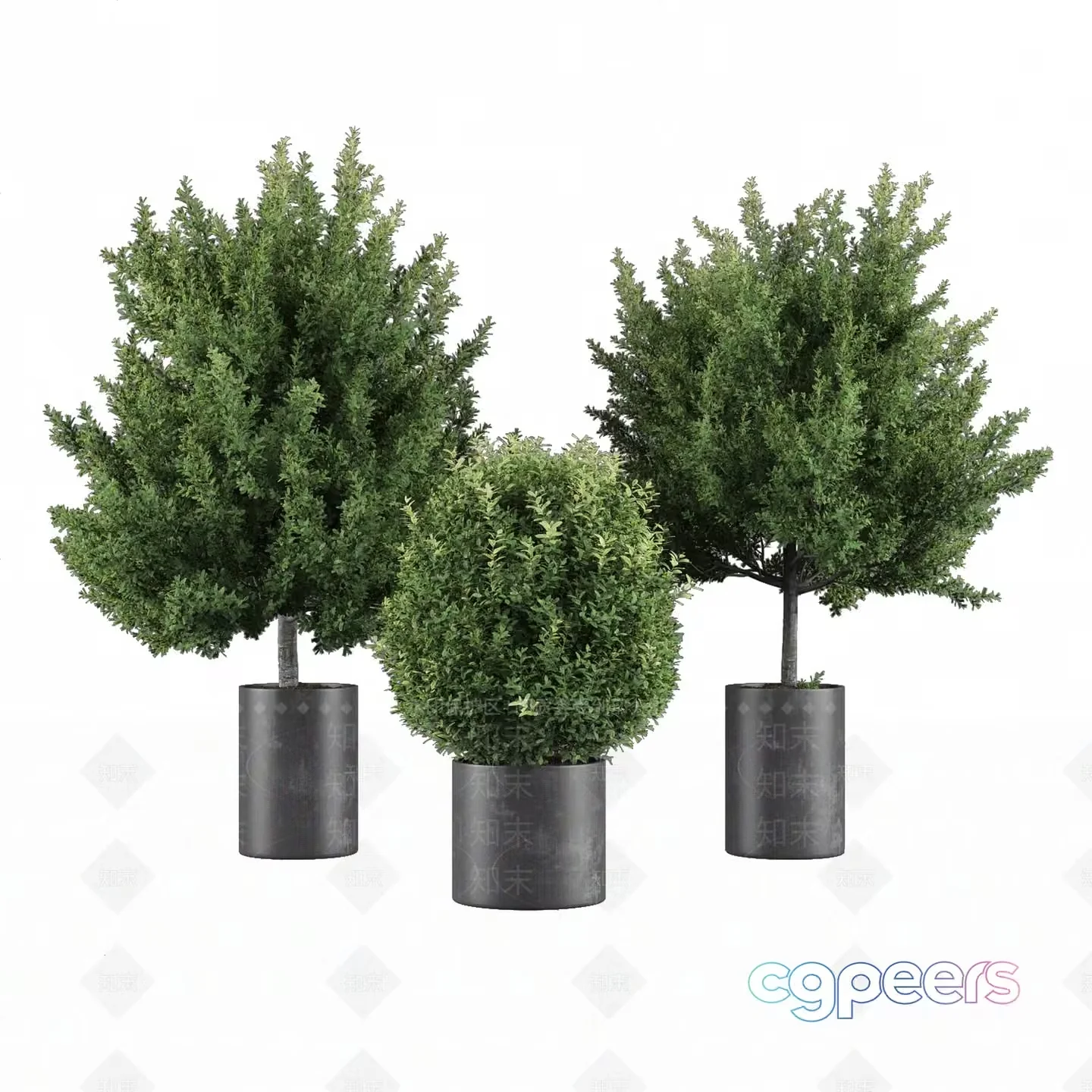 Three Small Trees In Pots 3D Model – 11208 – VRAY Render