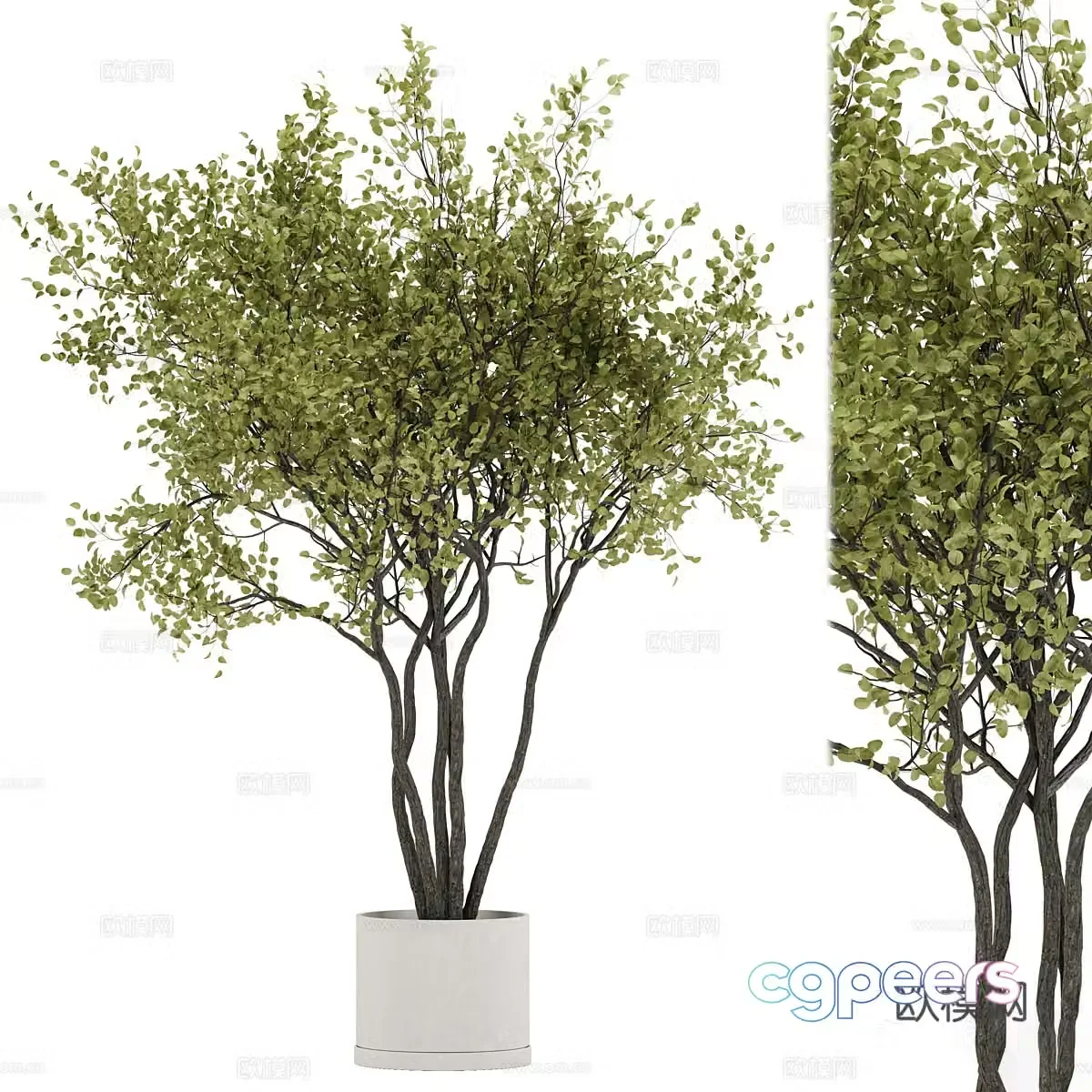 New Chinese green plant potted 3D model