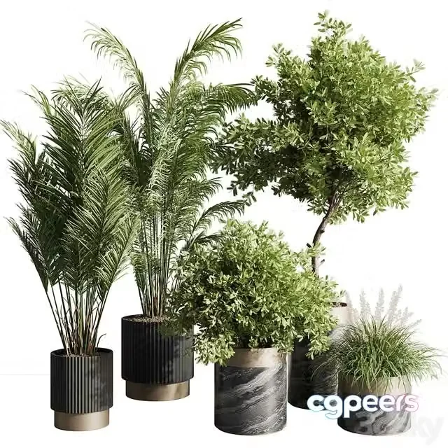 3ds Max Free – Indoor plant set 57