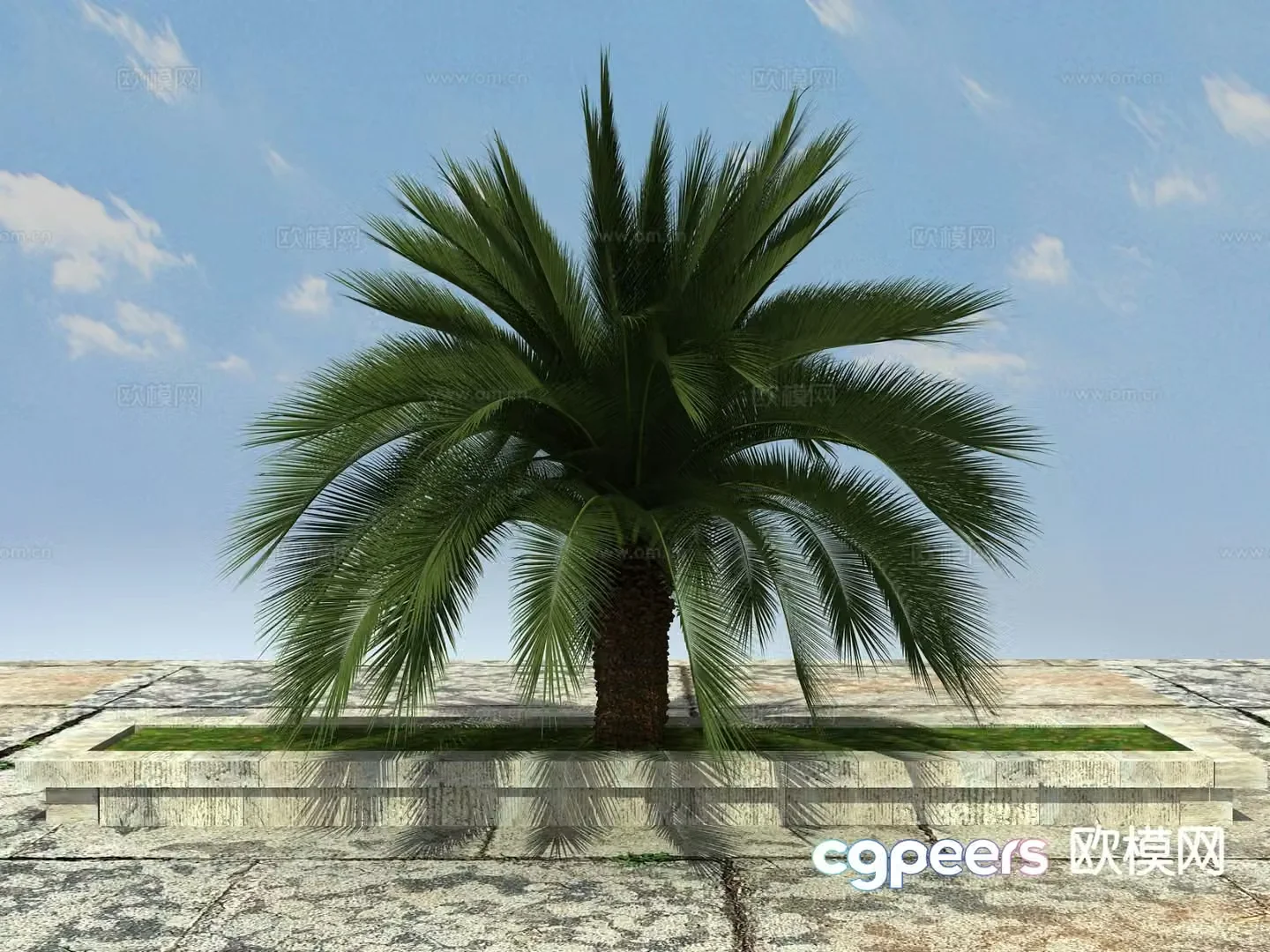 Tropical plant Big iron tree 3d model