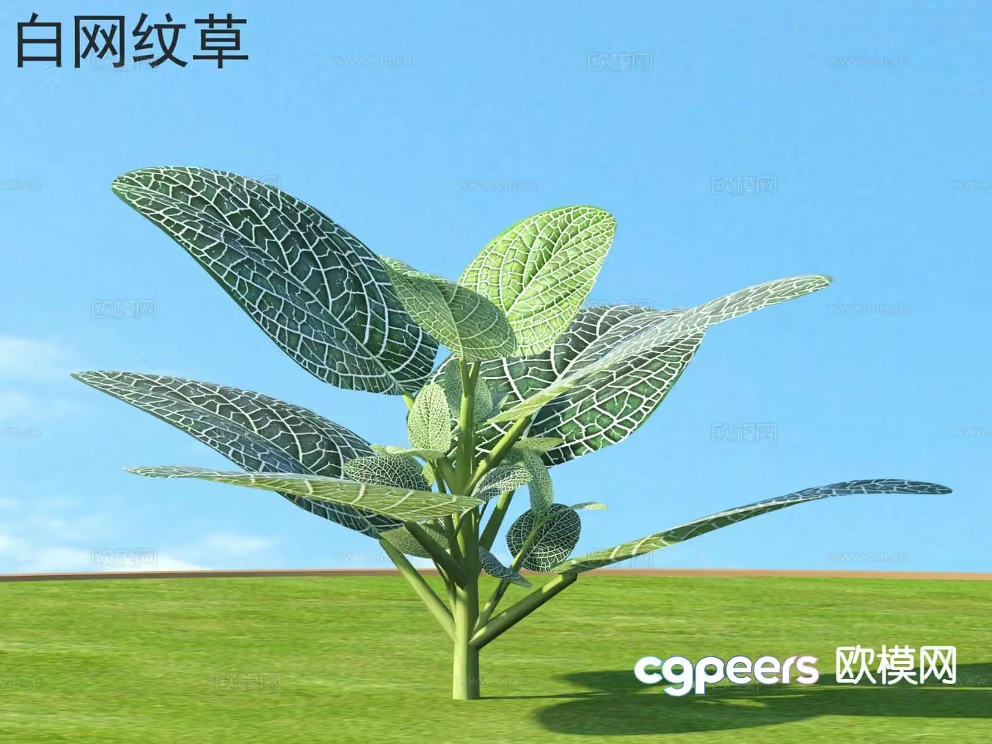 White reticular grass flowers plants shrubs plants 3D model