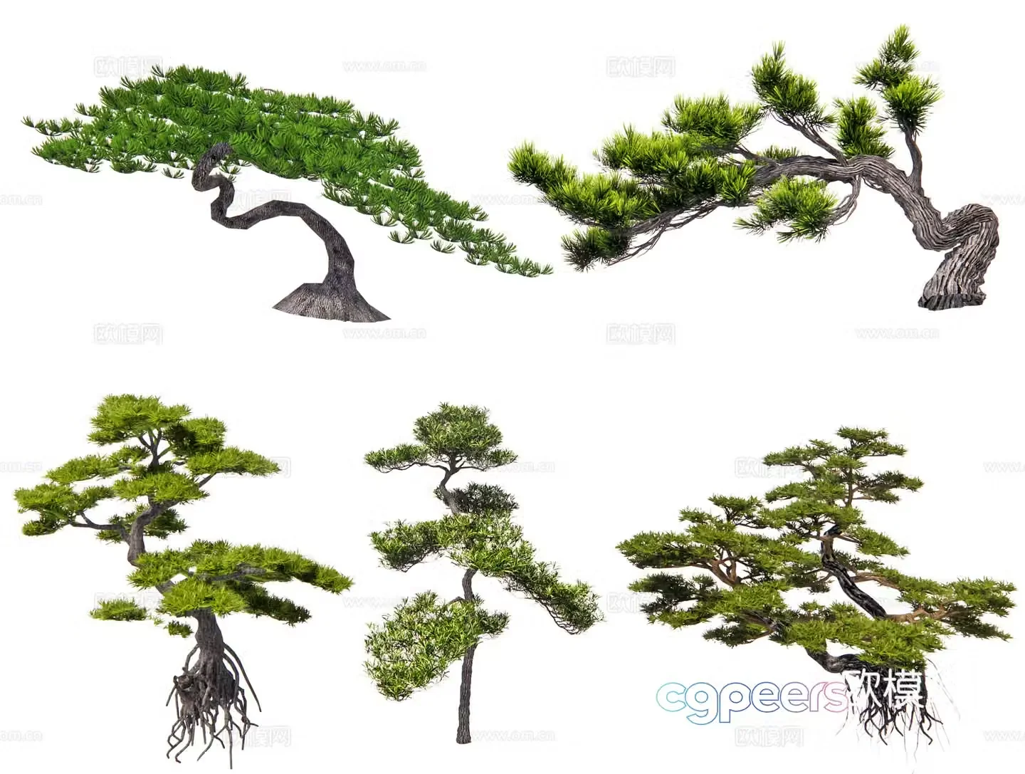 Chinese Populus Populus Black Pine Shaped Pine Pine Oil Pine Welcoming Pine Modeling Tree Garden Pine 3D Modeling