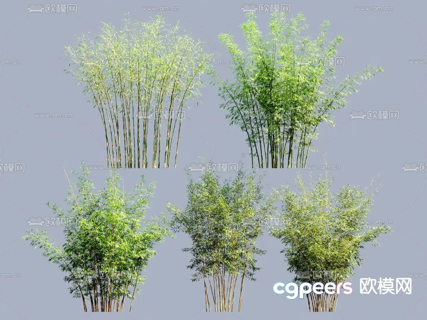 Bamboo Plants 3D Model – 9818 – VRAY Render