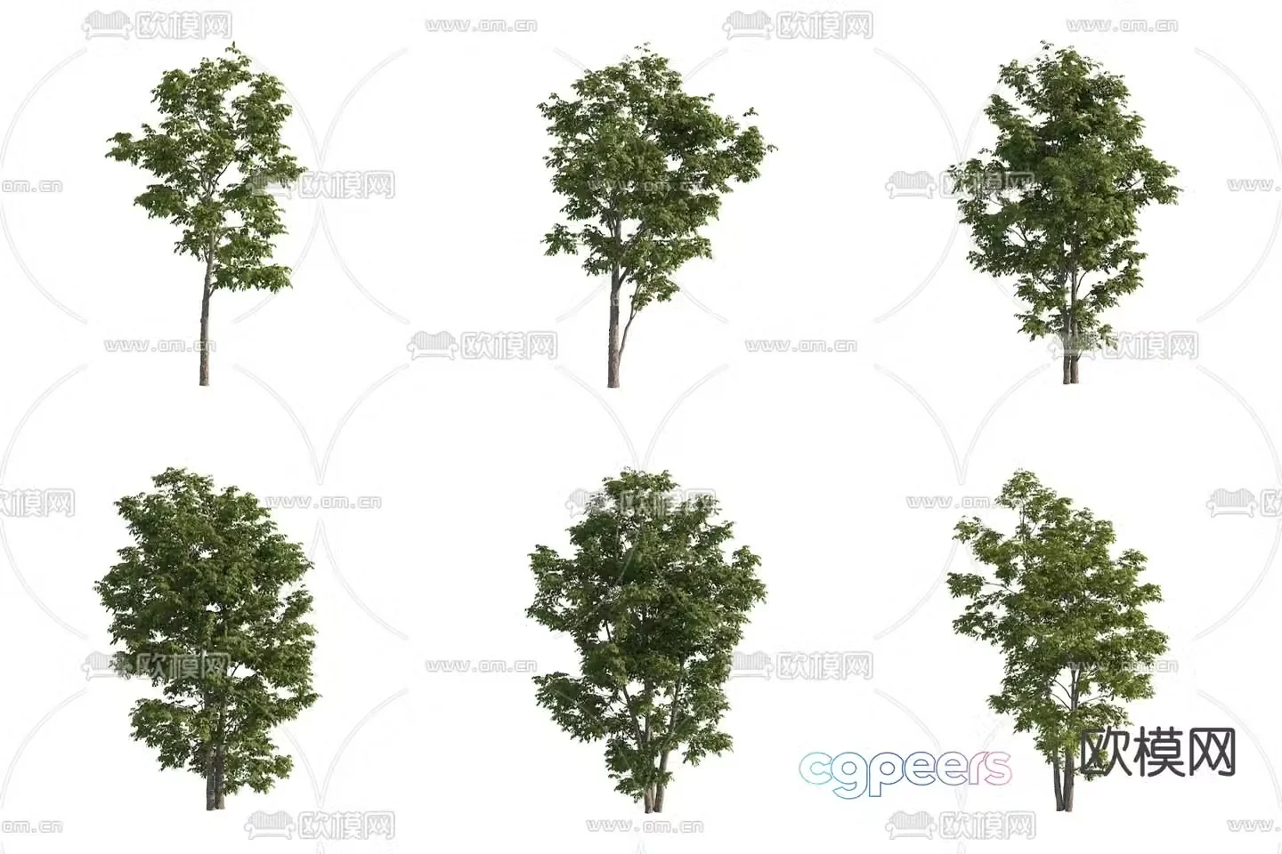 Fluffy ash big tree street tree landscape tree 3d model