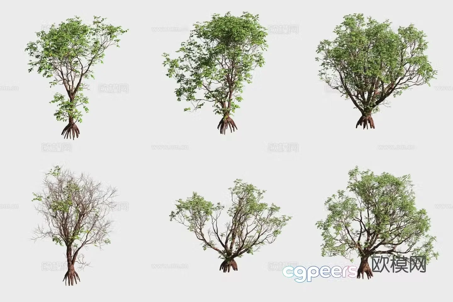 3D model of mangrove plants in timber