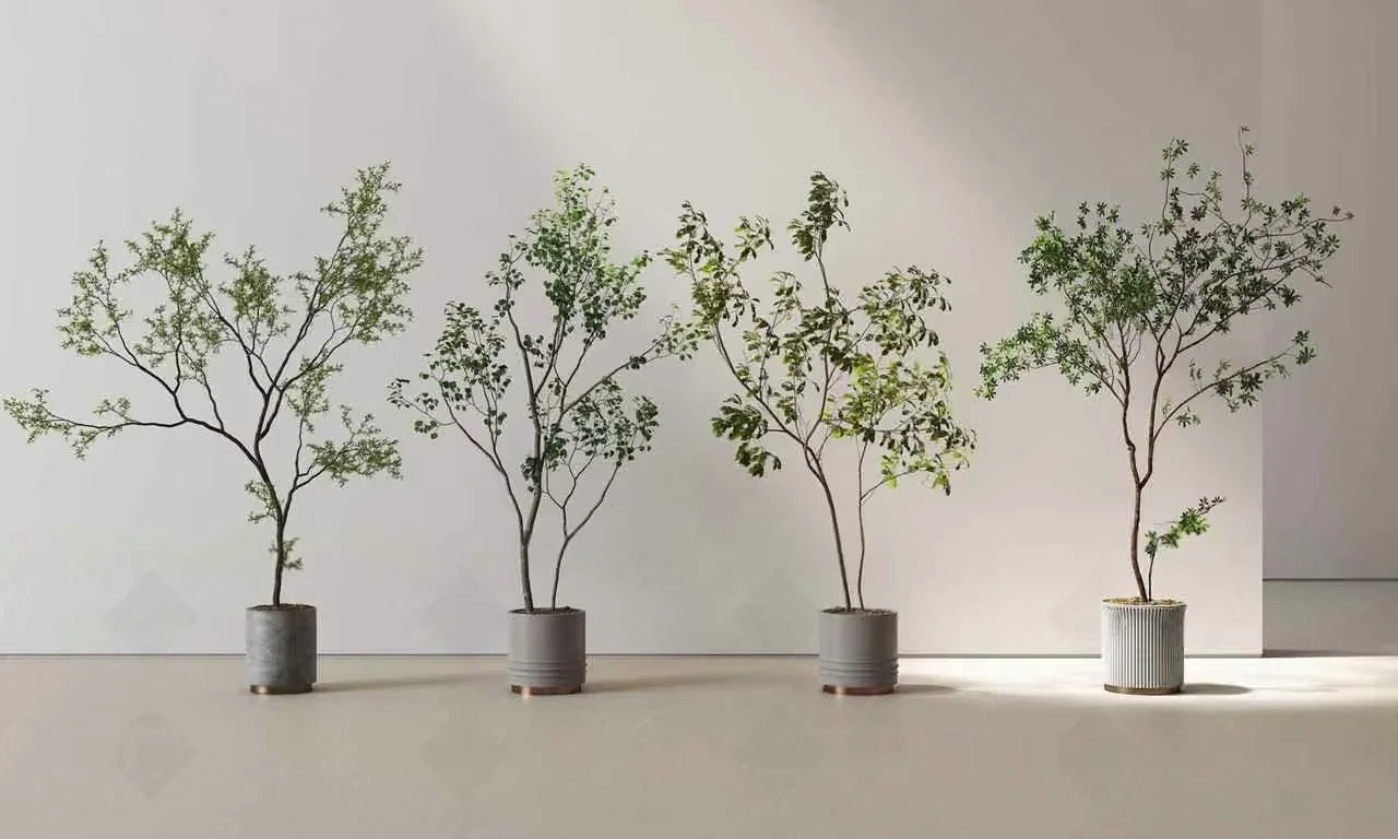 Four Potted Plants 3D Model – 20663 – VRAY Render