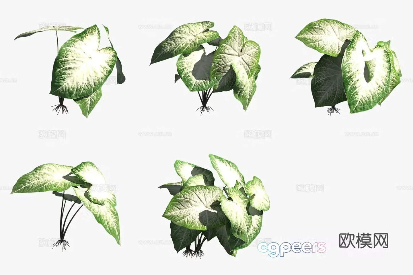 Aaron colorful leaf taro flowers and plants 3D model