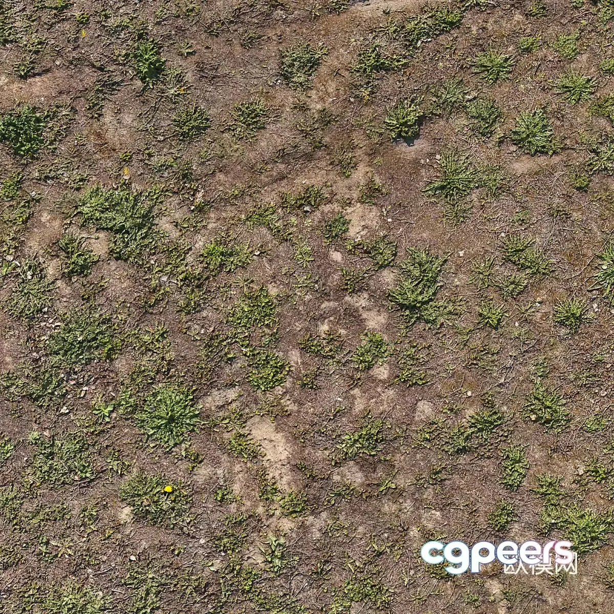 Grass 3d model