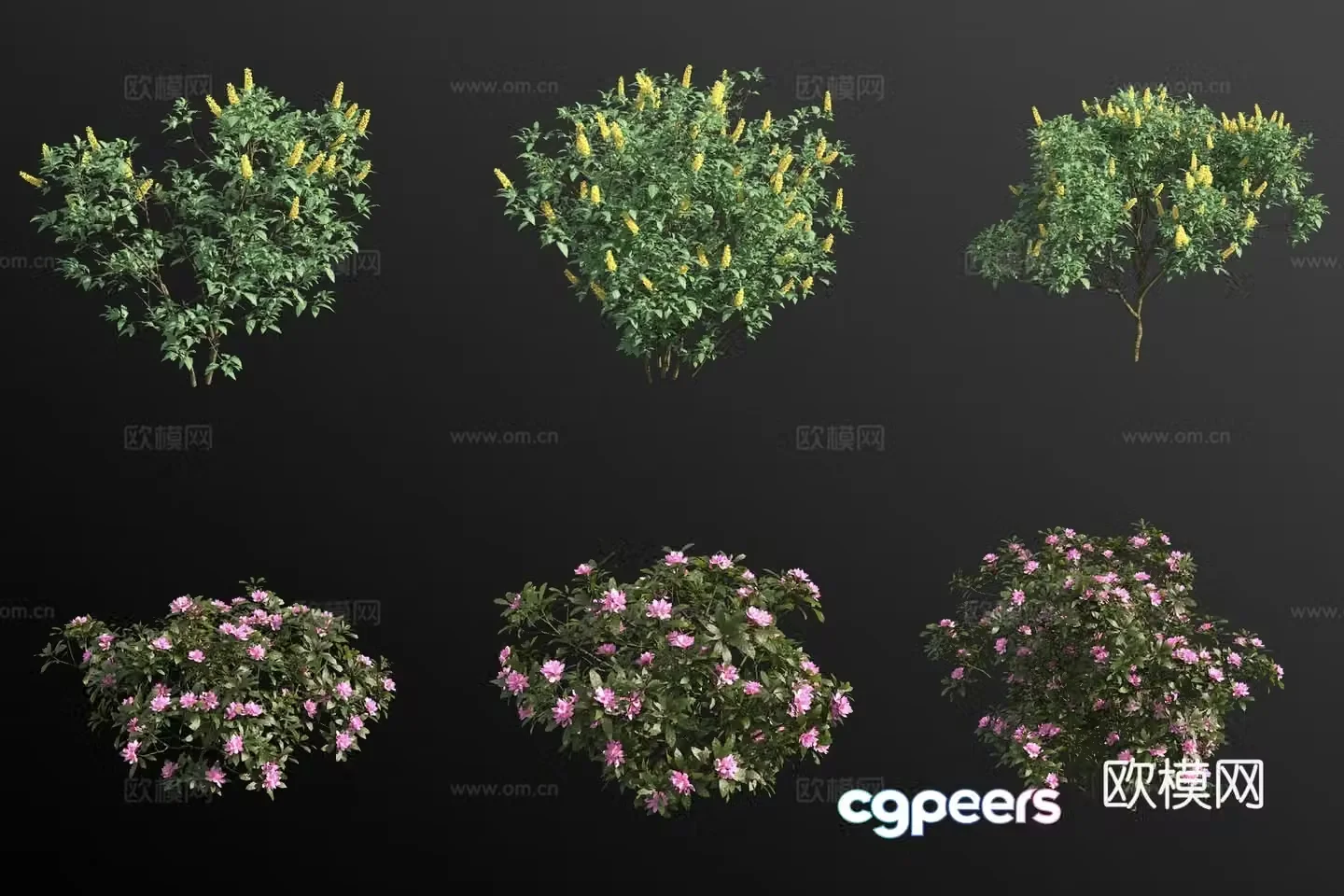 Moroccan Gorse European Rhododendron Shrub Flower Tree 3d model