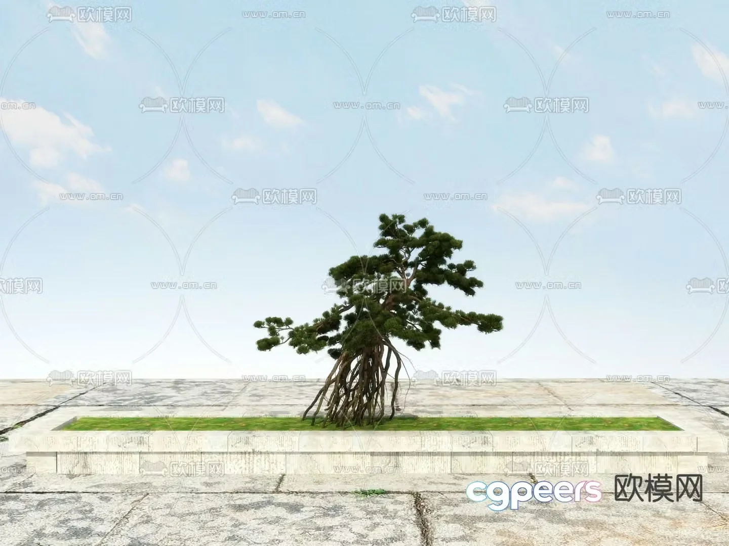 New Chinese-style pine tree Podocarat Welcoming Pine 3D model