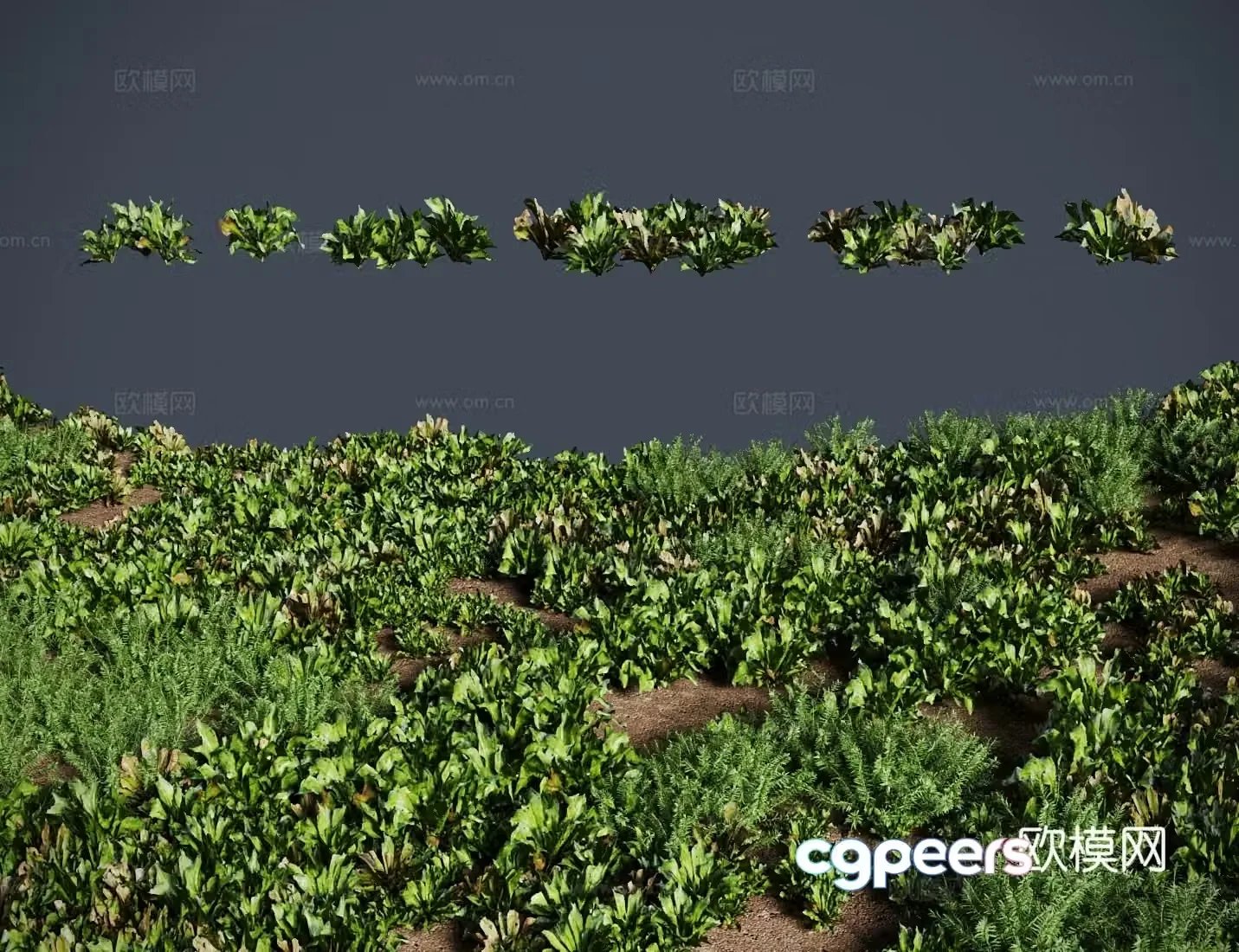 Heart grass grass shrub 3d model