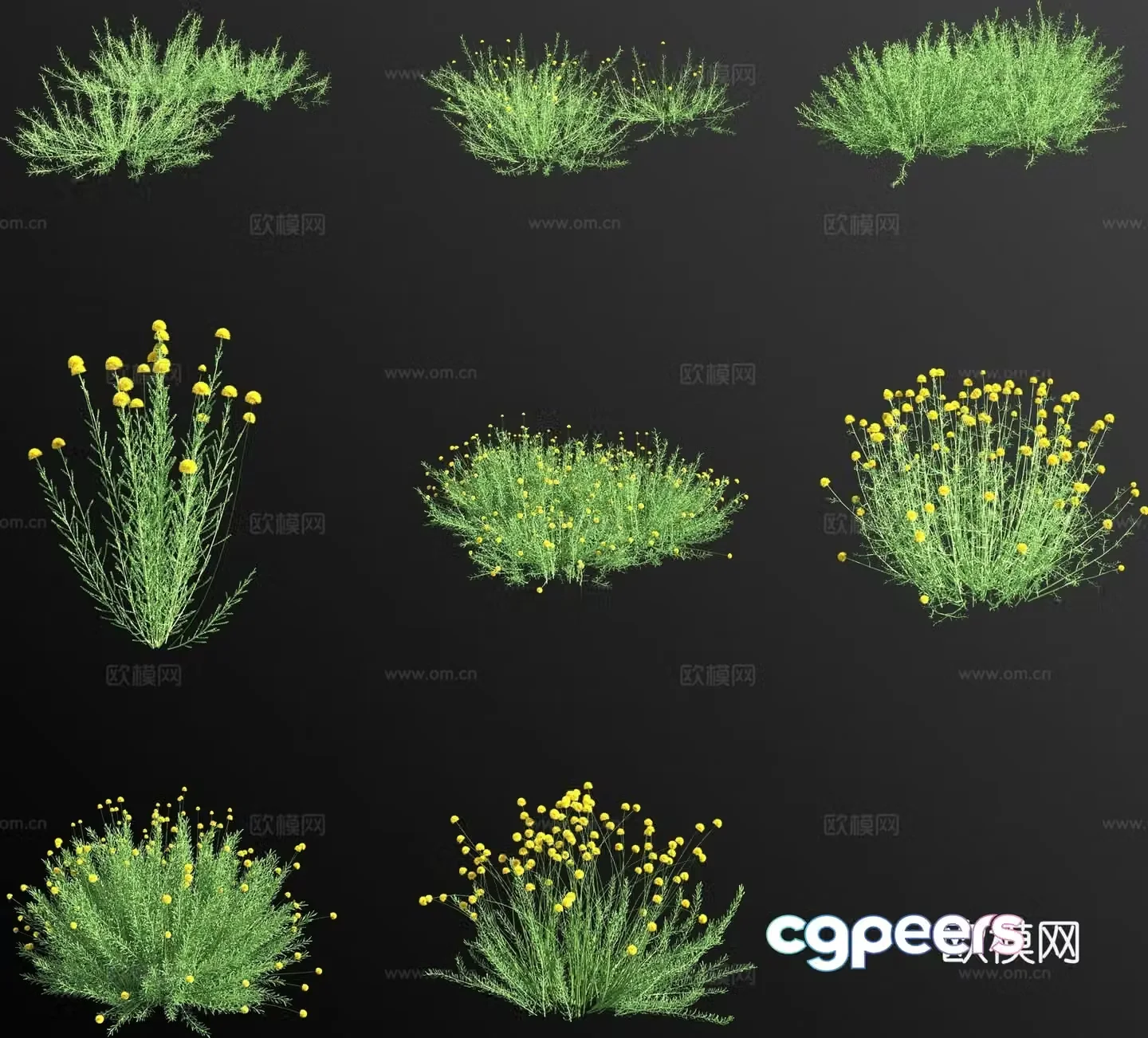 Rosemary Leaves Gingerbread Chrysanthemum Grass 3d model