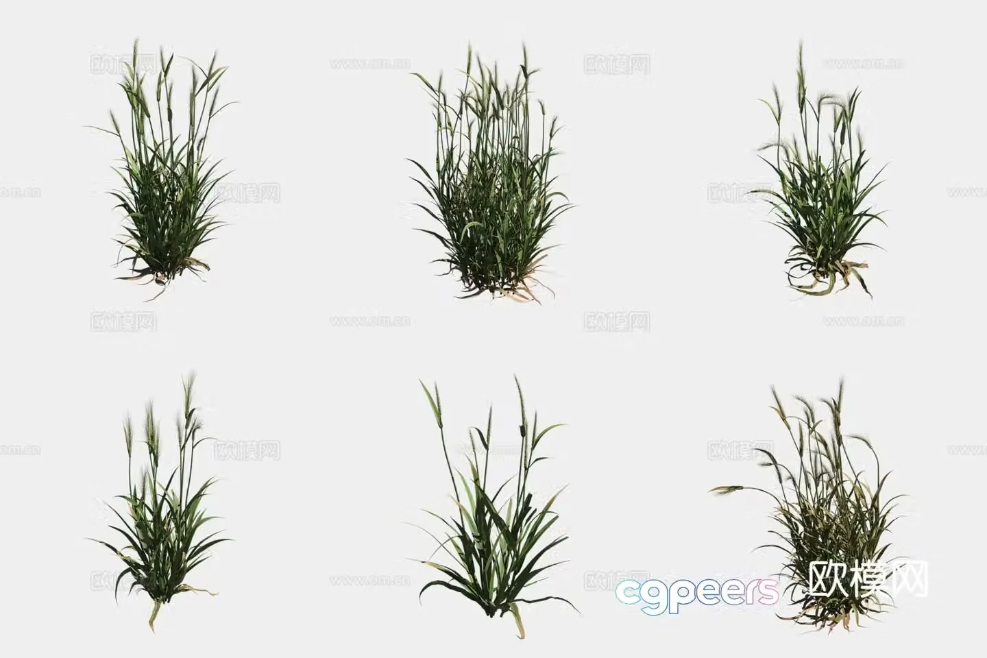 Barley crop crop 3d model