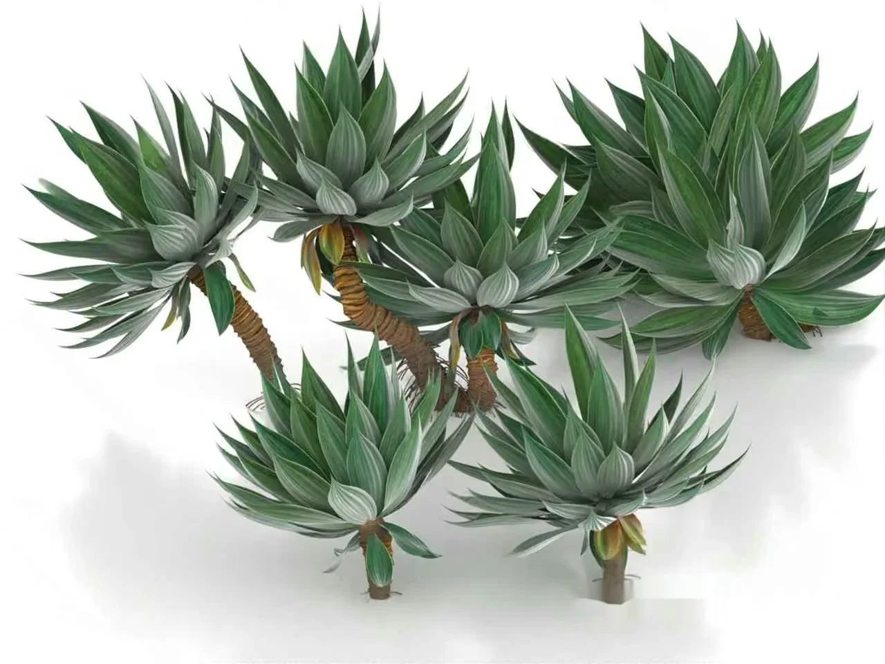 Succulent Plant 3D Model – 17365 – VRAY Render