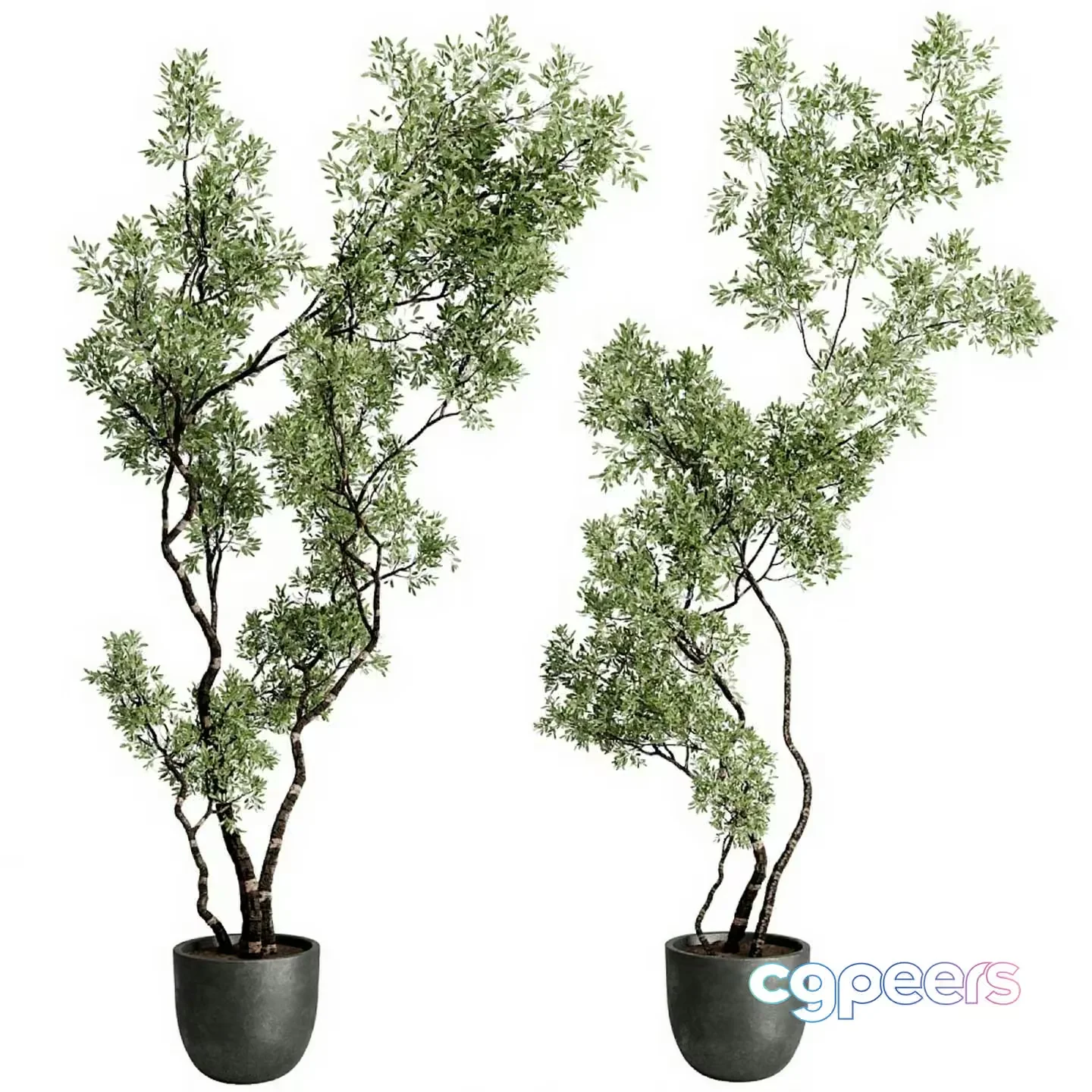 Two Potted Plants 3D Model – 9953 – CORONA Render