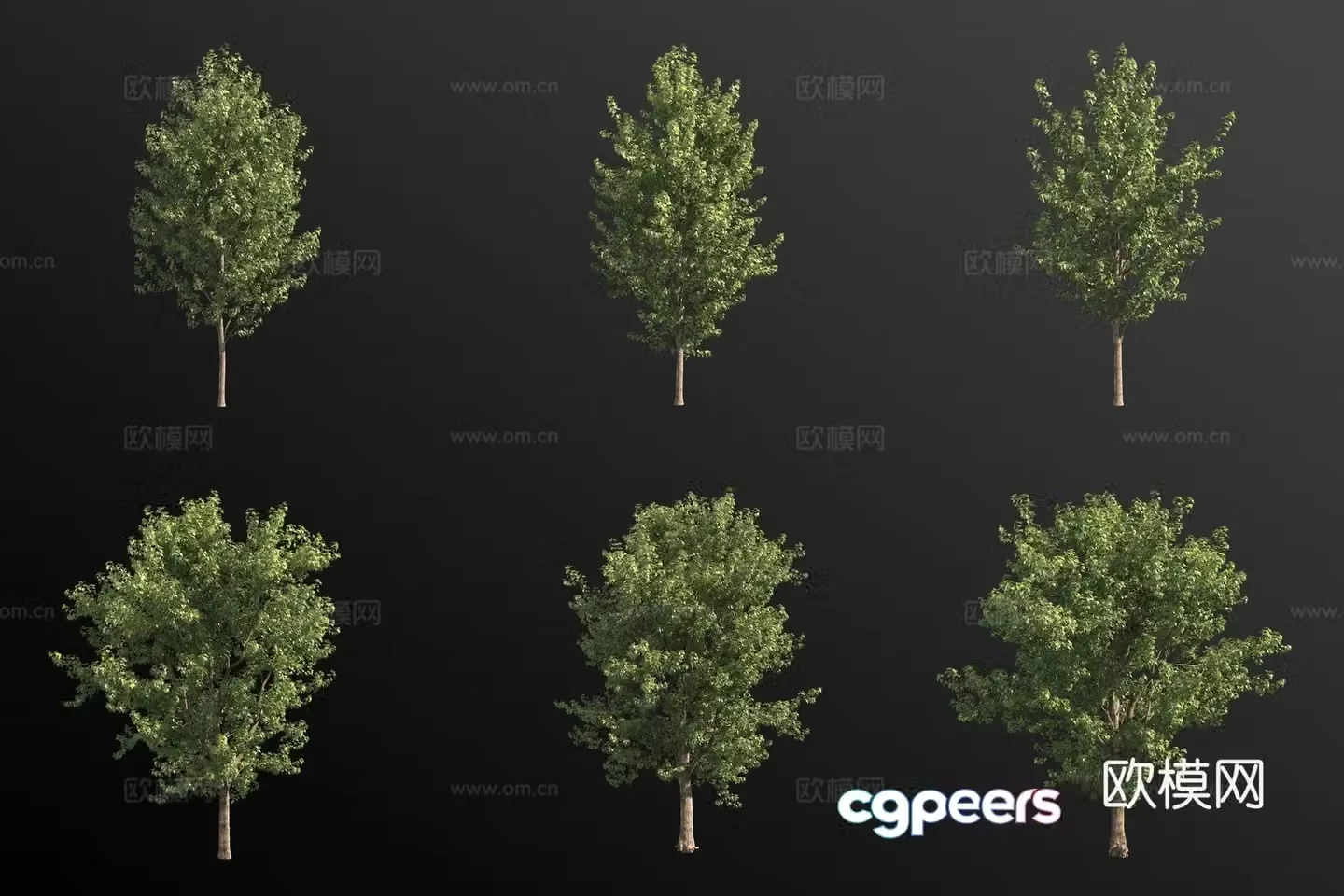 Canadian poplar landscape tree 3d model
