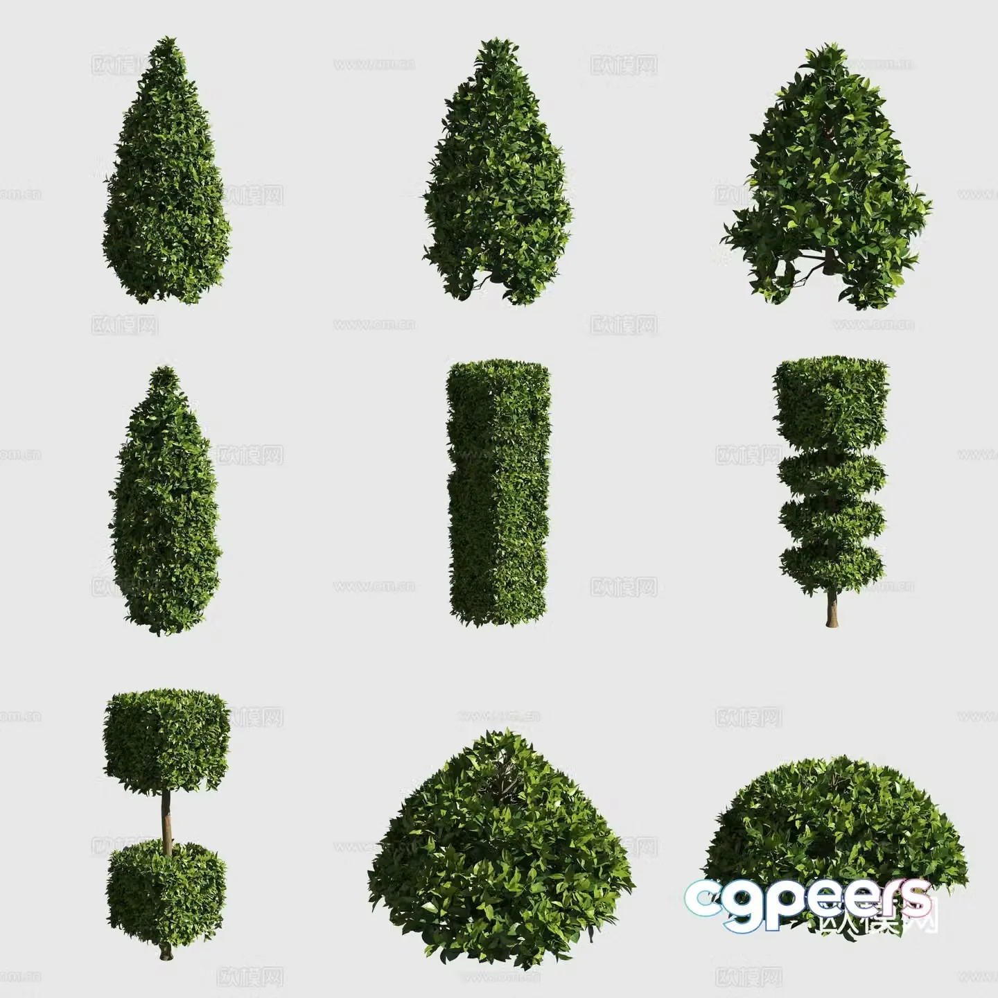 European Ligustrum shrub hedge ornamental plant 3d model