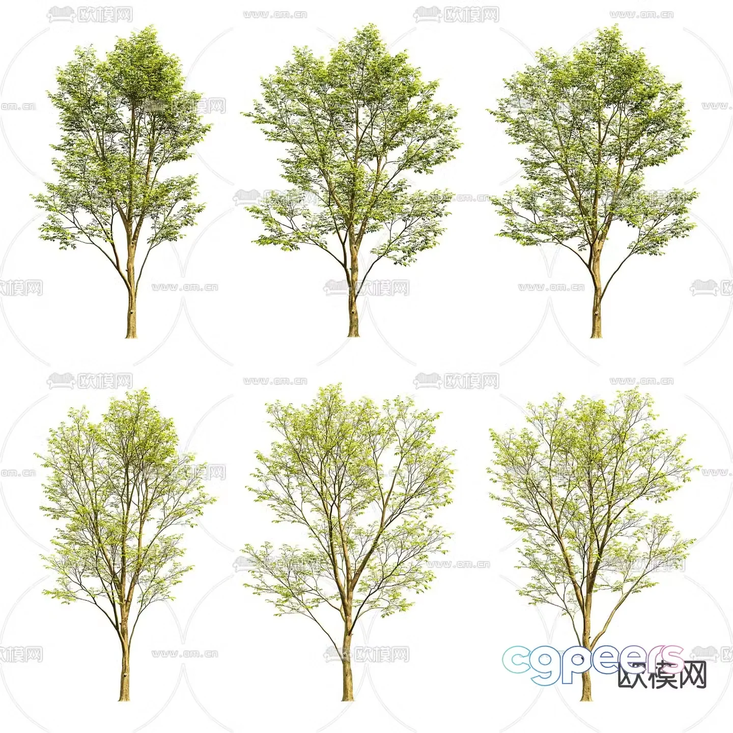 North American Soap Acacia Big Tree Landscape Tree 3D Model