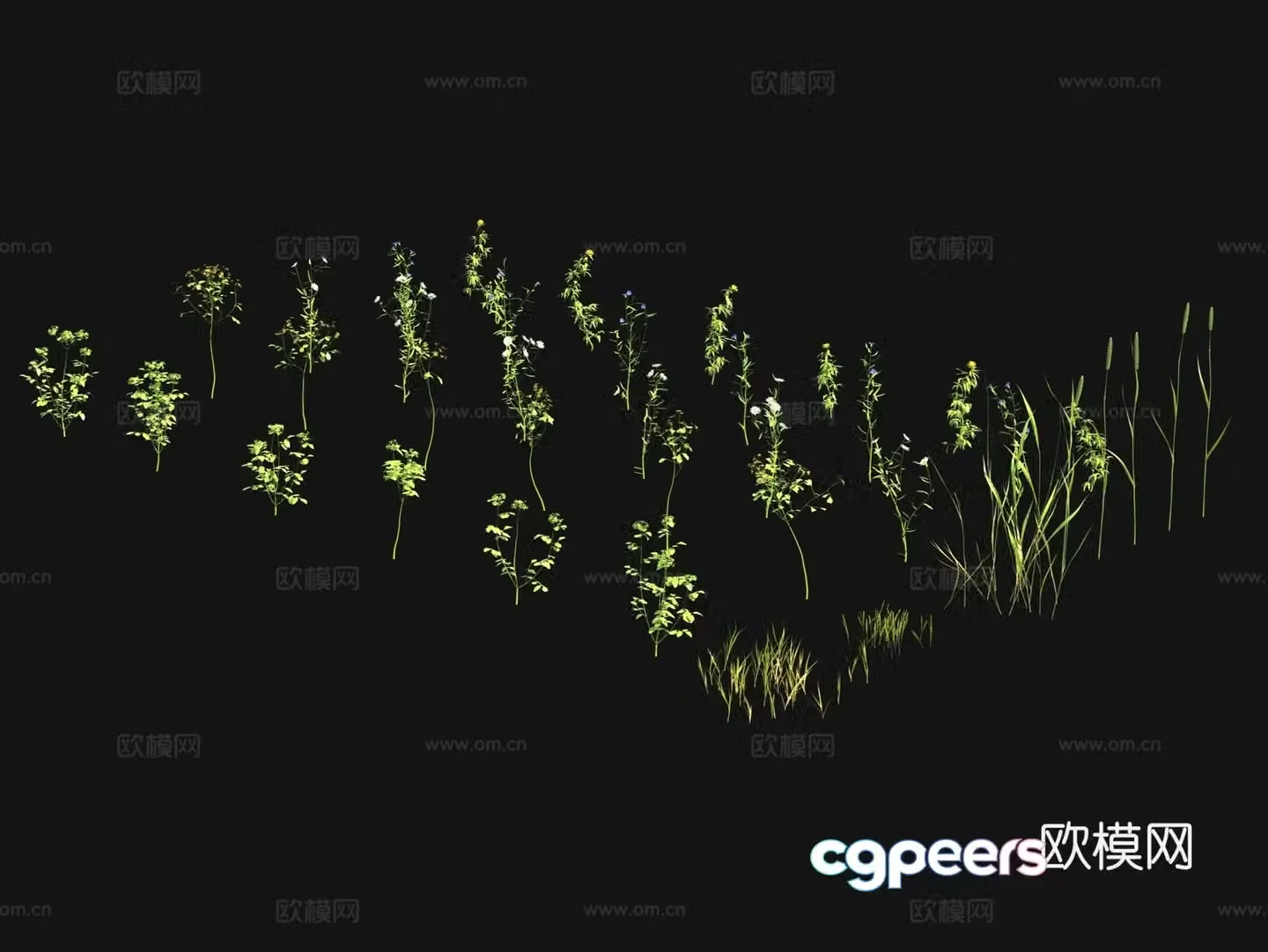 Flowers and plants Wild flowers Wild grass 3d model