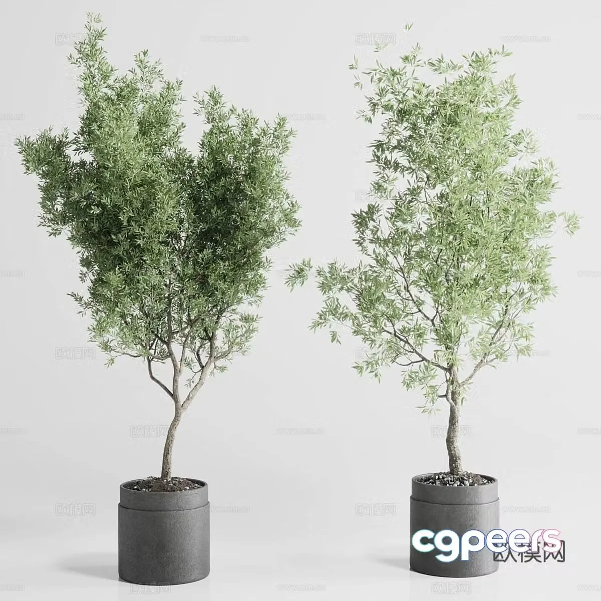 Modern olive tree potted plant 3d model
