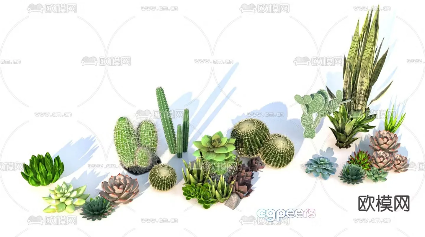 Cactus Succulent Flowers and Plants 3D Model