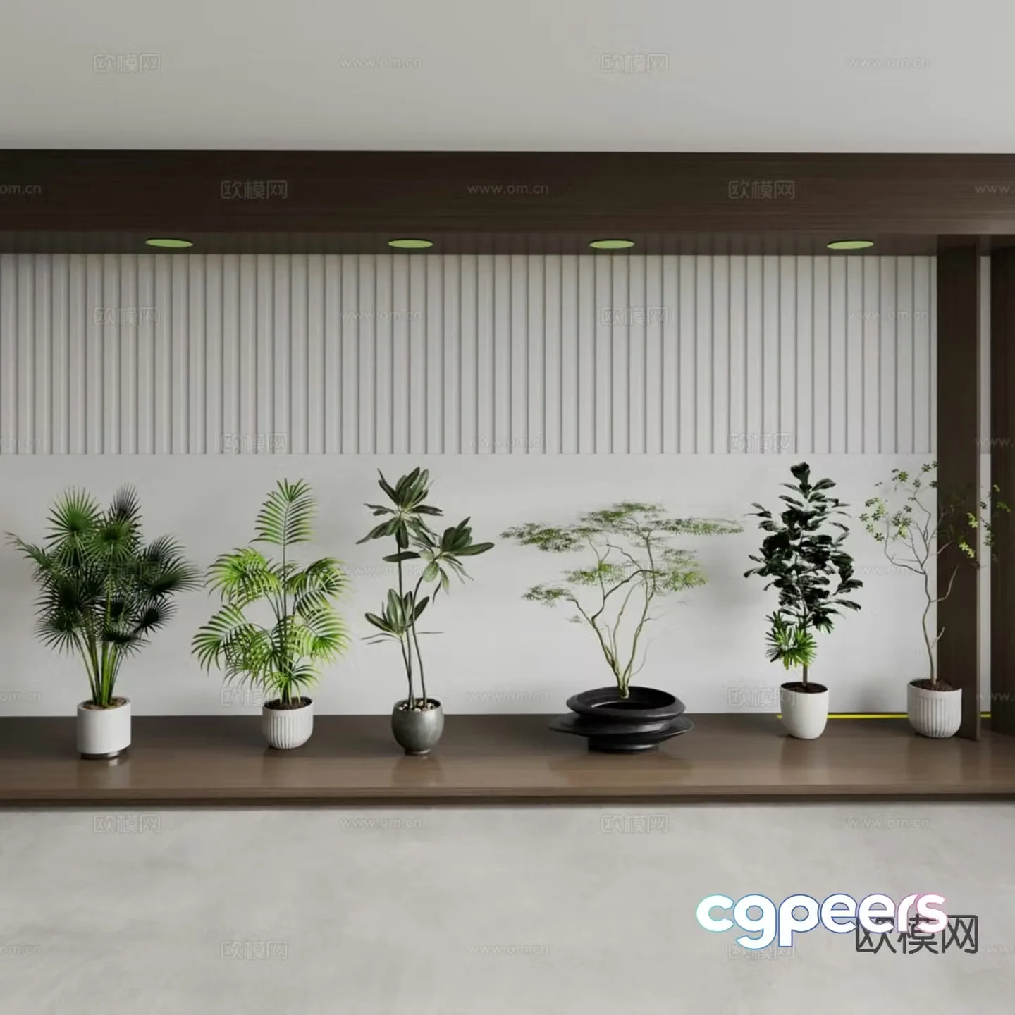 Potted plant Round-leaf Plum Blossom Rubber Tree Wenzhu Nantianzhu Santai Plum Blossom Blossom 3D model