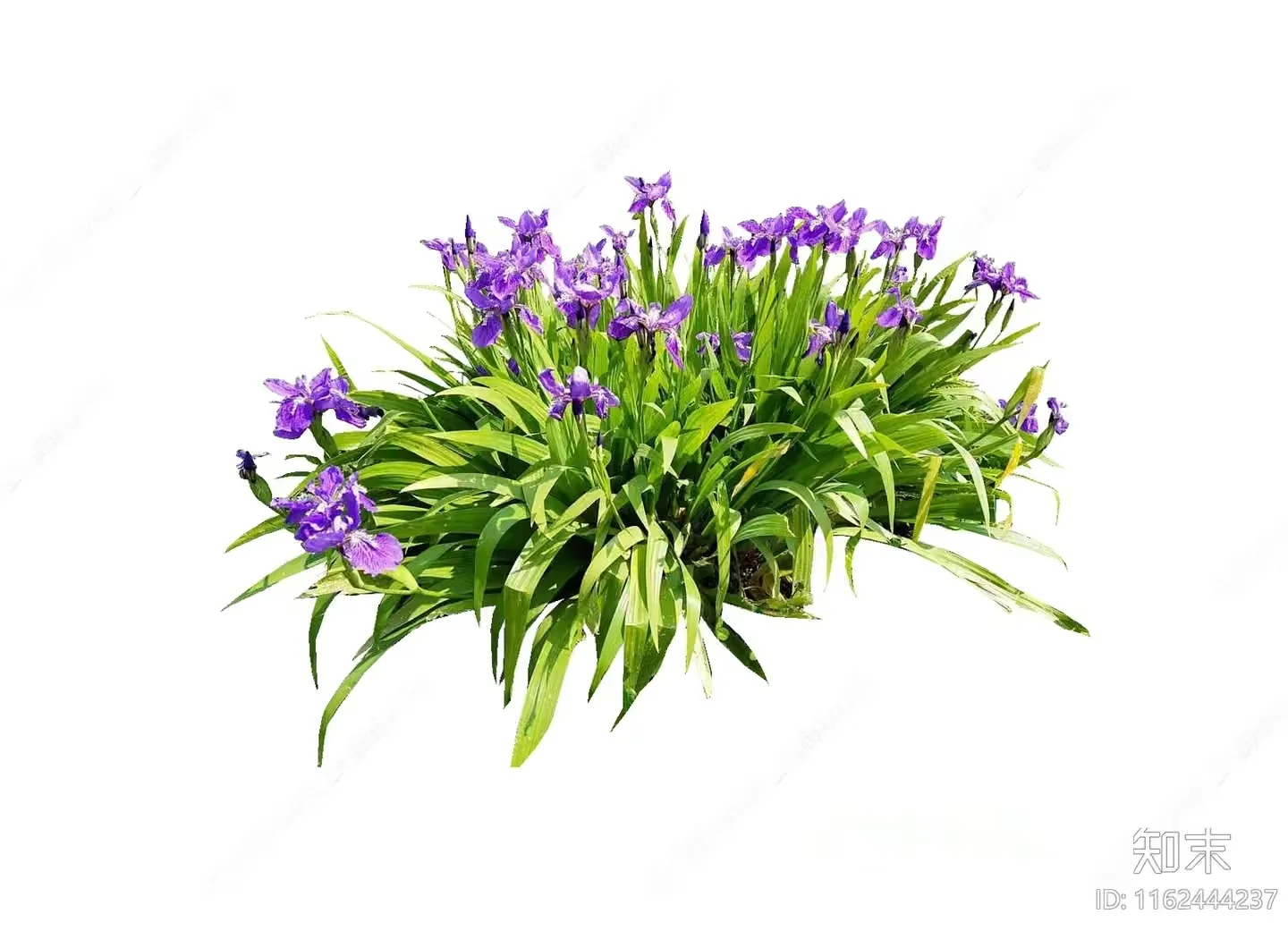 Purple Flowers And Green Leaves 3D Model – 14862 – VRAY Render