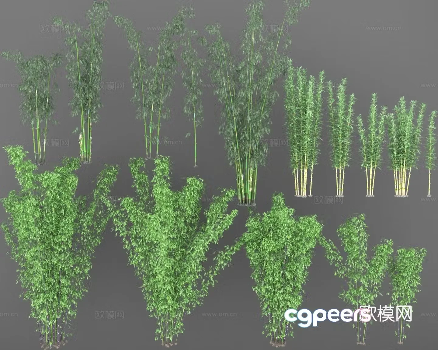 Bamboo purple bamboo early round bamboo strong bamboo green bamboo big bamboo tall bamboo bamboo shoots mottled bamboo 3D model