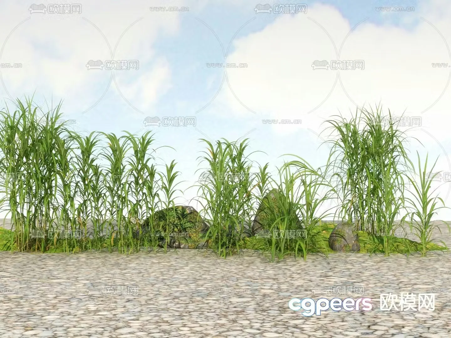 Flowers and plants Wild grass Weeds 3d model