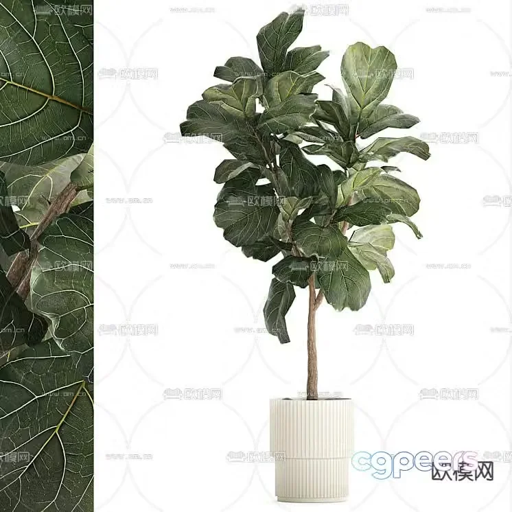 potted bonsai green plant 3d model