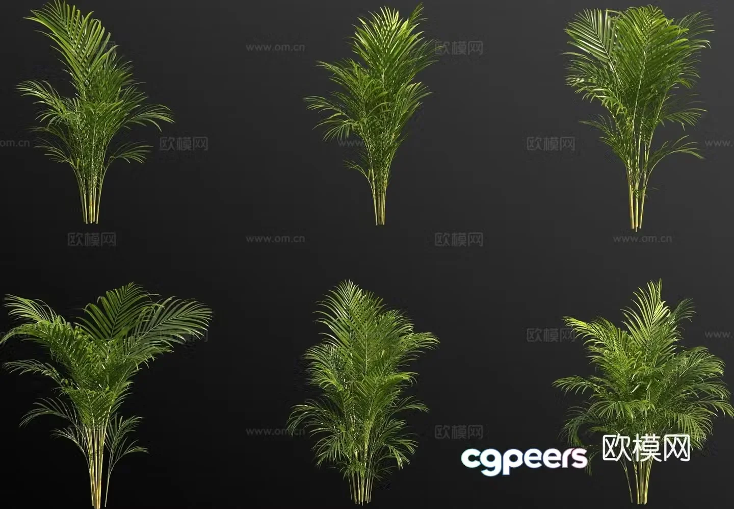 Green plant Alpinia 3D model